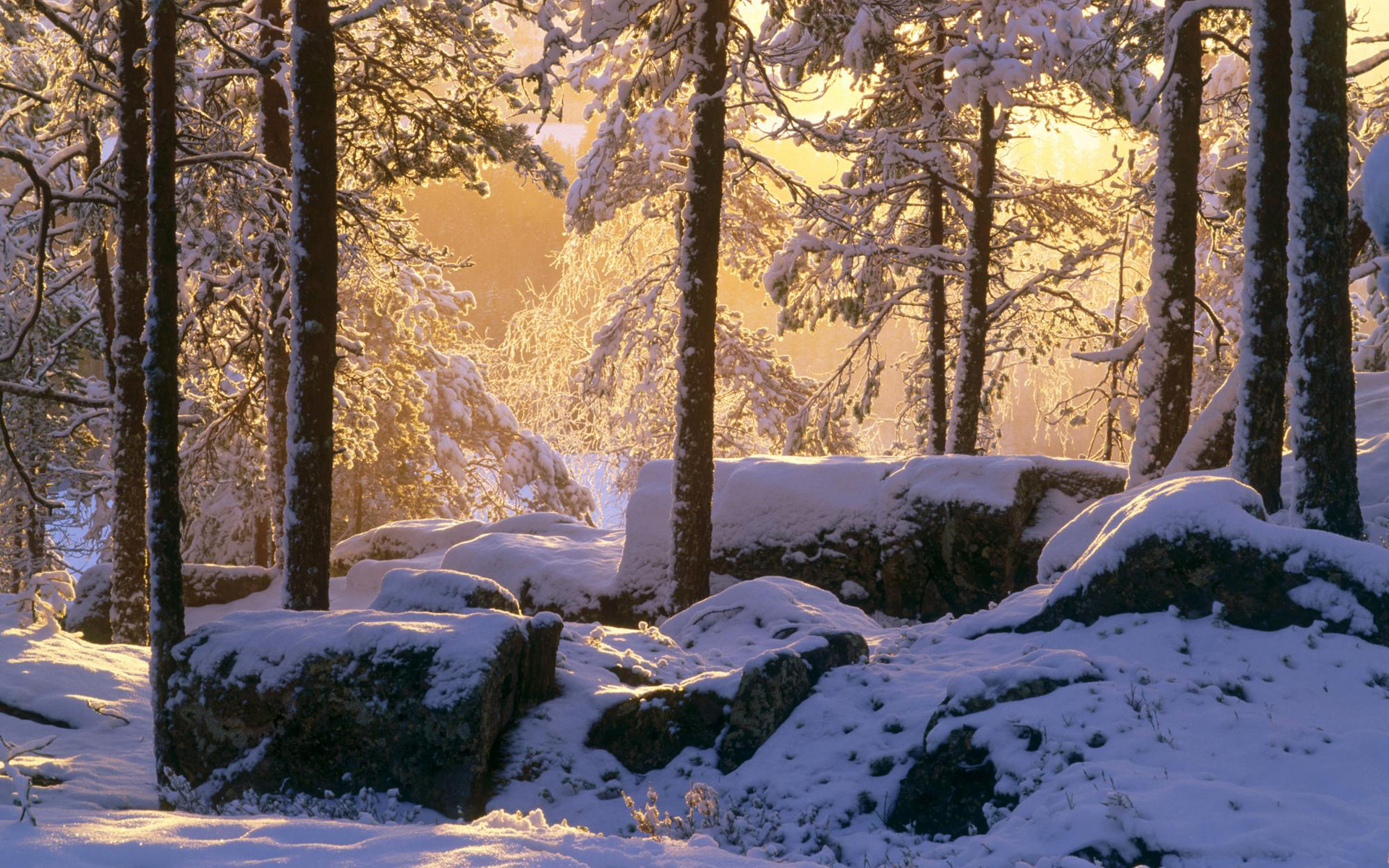 Descarga gratuita de fondo de pantalla para móvil de Nieve, Invierno, Árbol, Tierra/naturaleza.