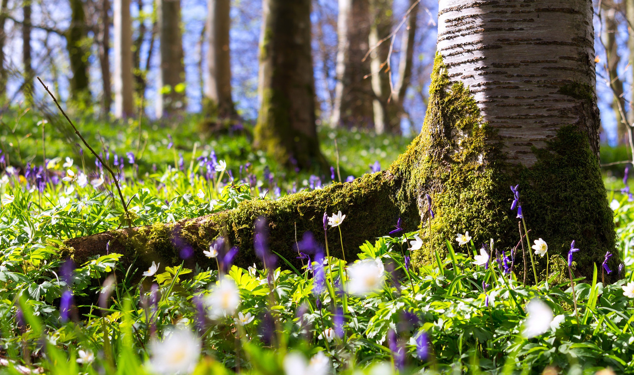Laden Sie das Natur, Blumen, Blume, Wald, Frühling, Weiße Blume, Lila Blume, Erde/natur-Bild kostenlos auf Ihren PC-Desktop herunter