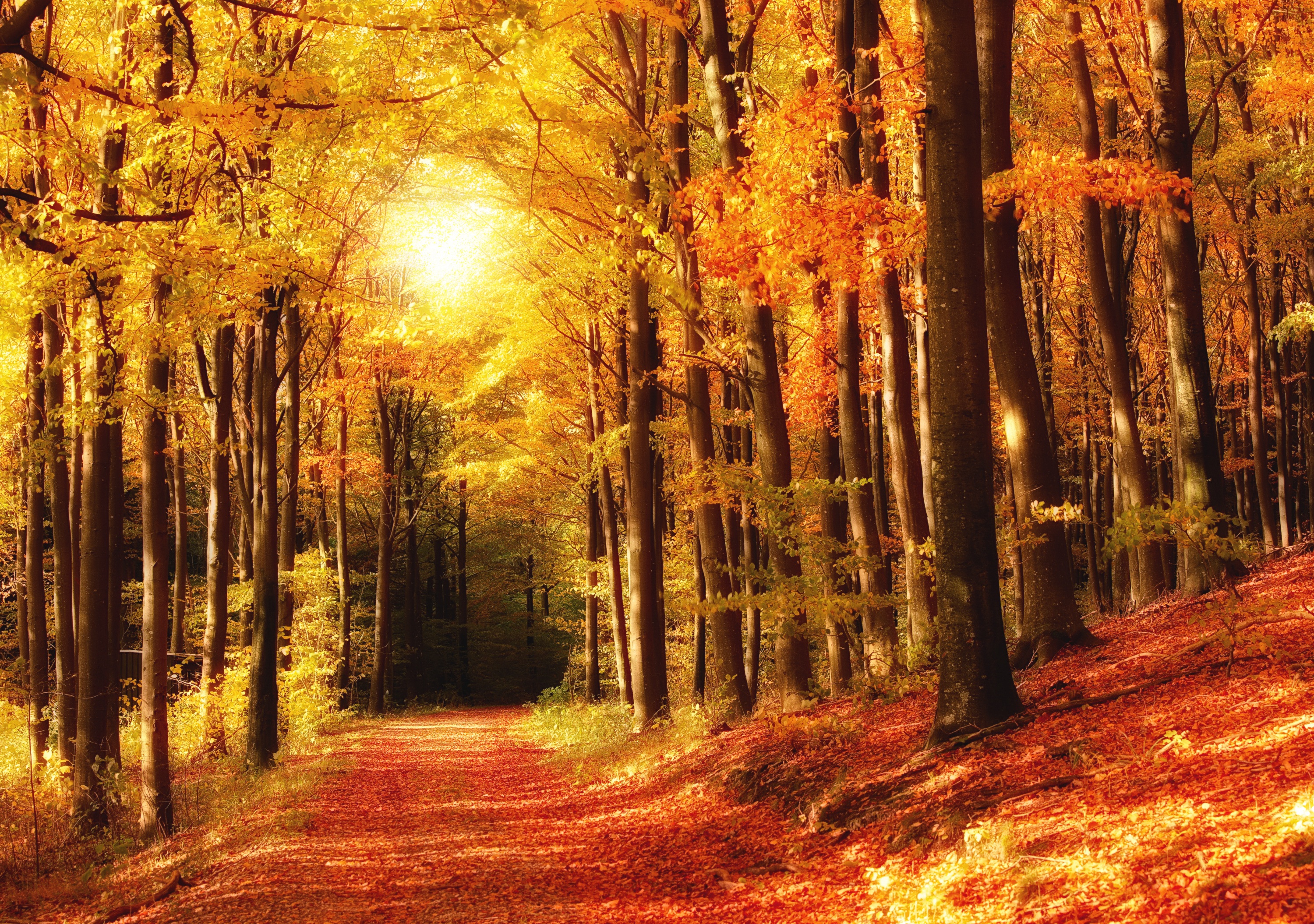 Скачать картинку Hdr, Фотографии, Осень, Лес, Природа, Дорога в телефон бесплатно.