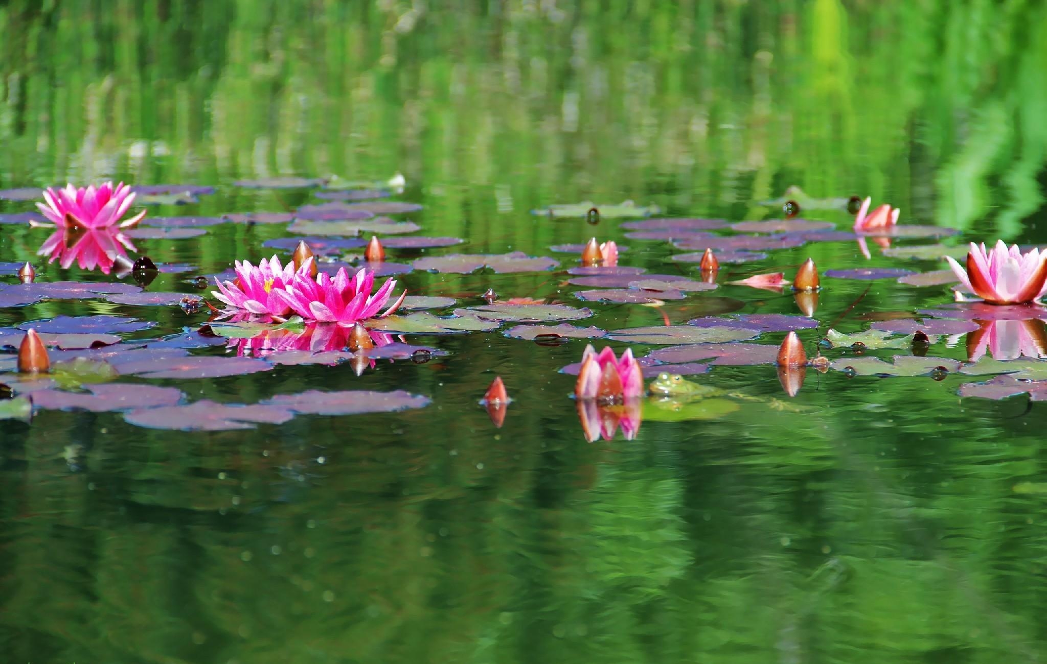 leaves, pond, flowers, water, water lilies, smooth, surface, greens Full HD