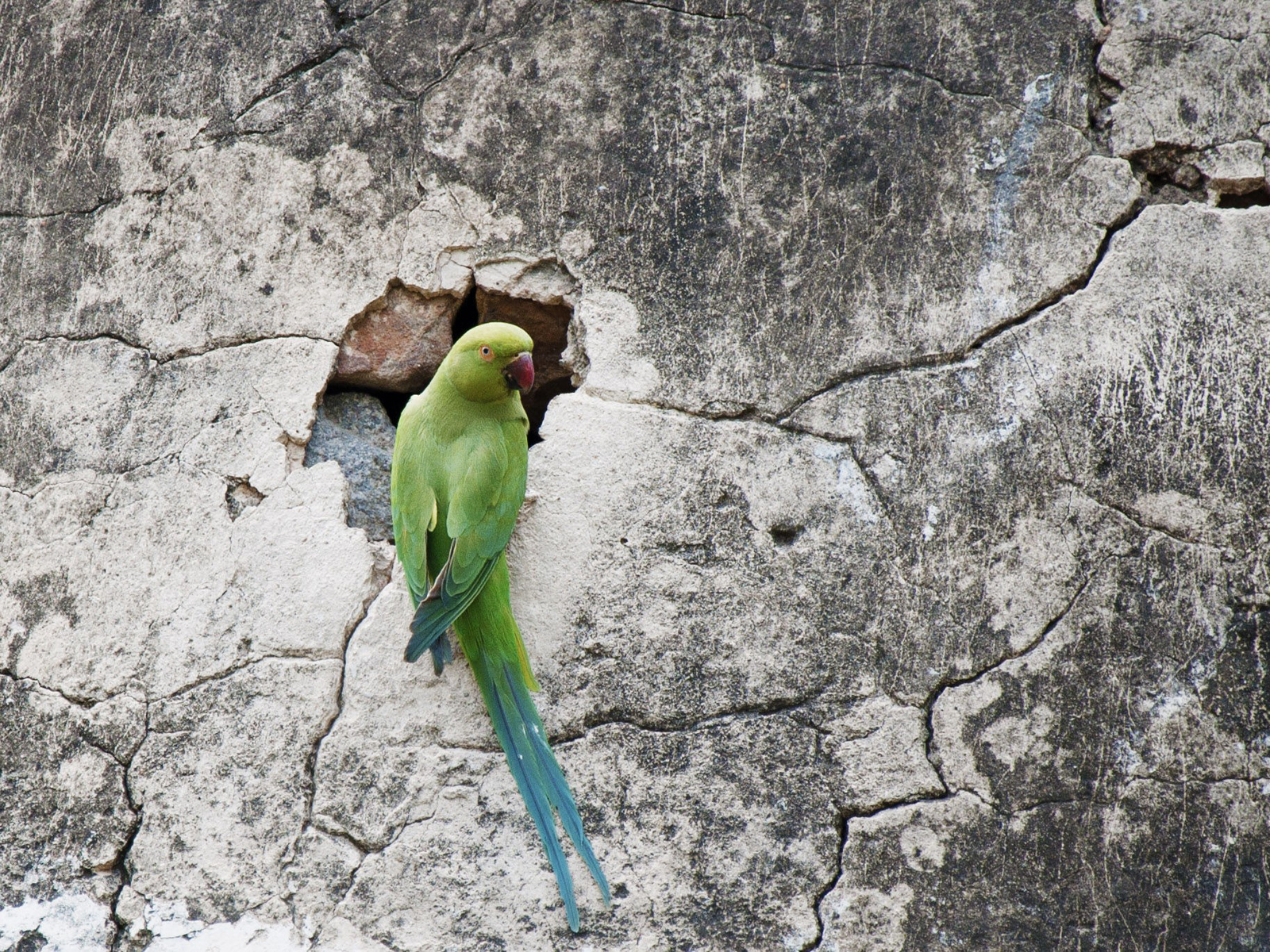 Free download wallpaper Animal, Parrot on your PC desktop