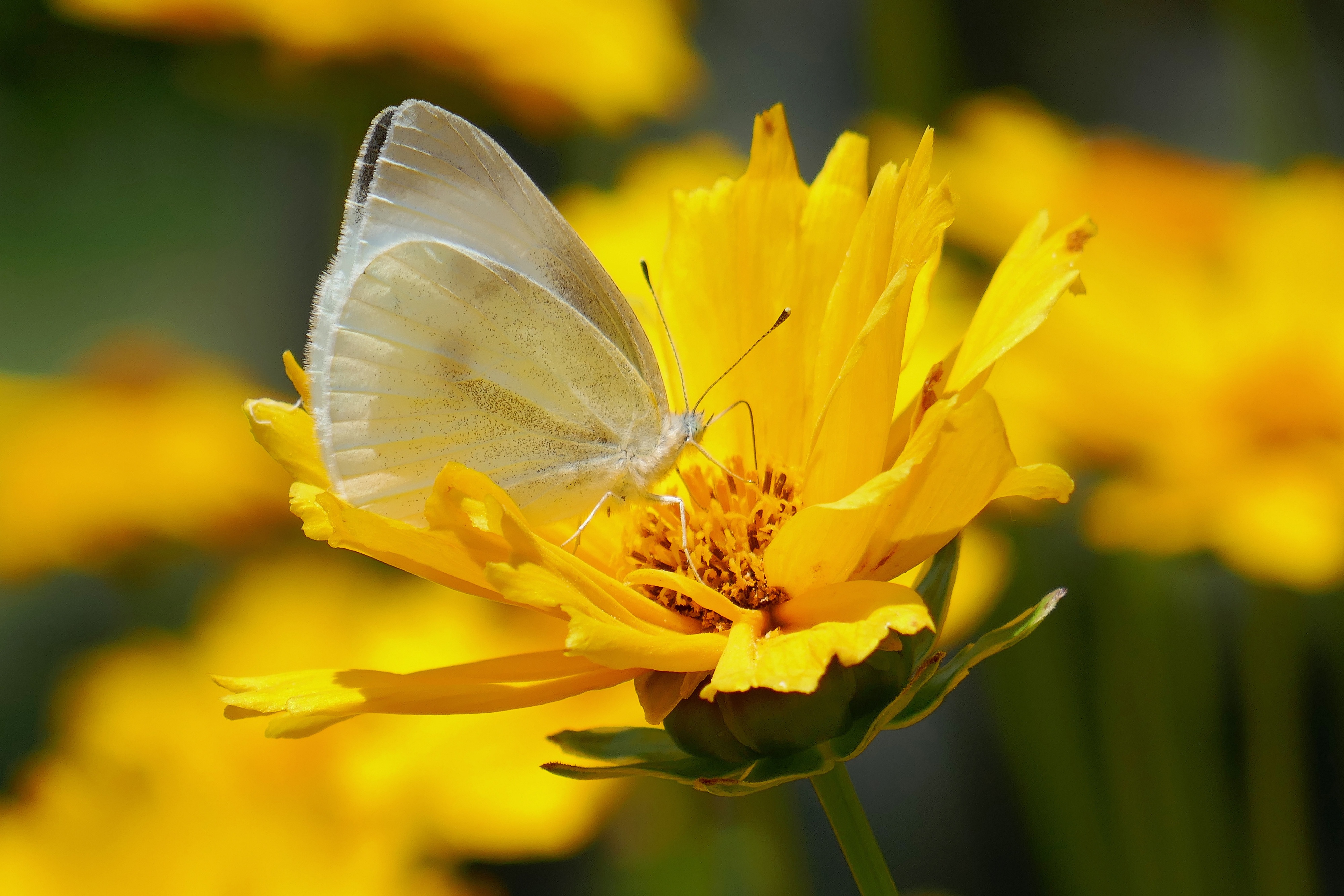 無料モバイル壁紙動物, 蝶, 花, 大きい, 黄色い花, 虫をダウンロードします。