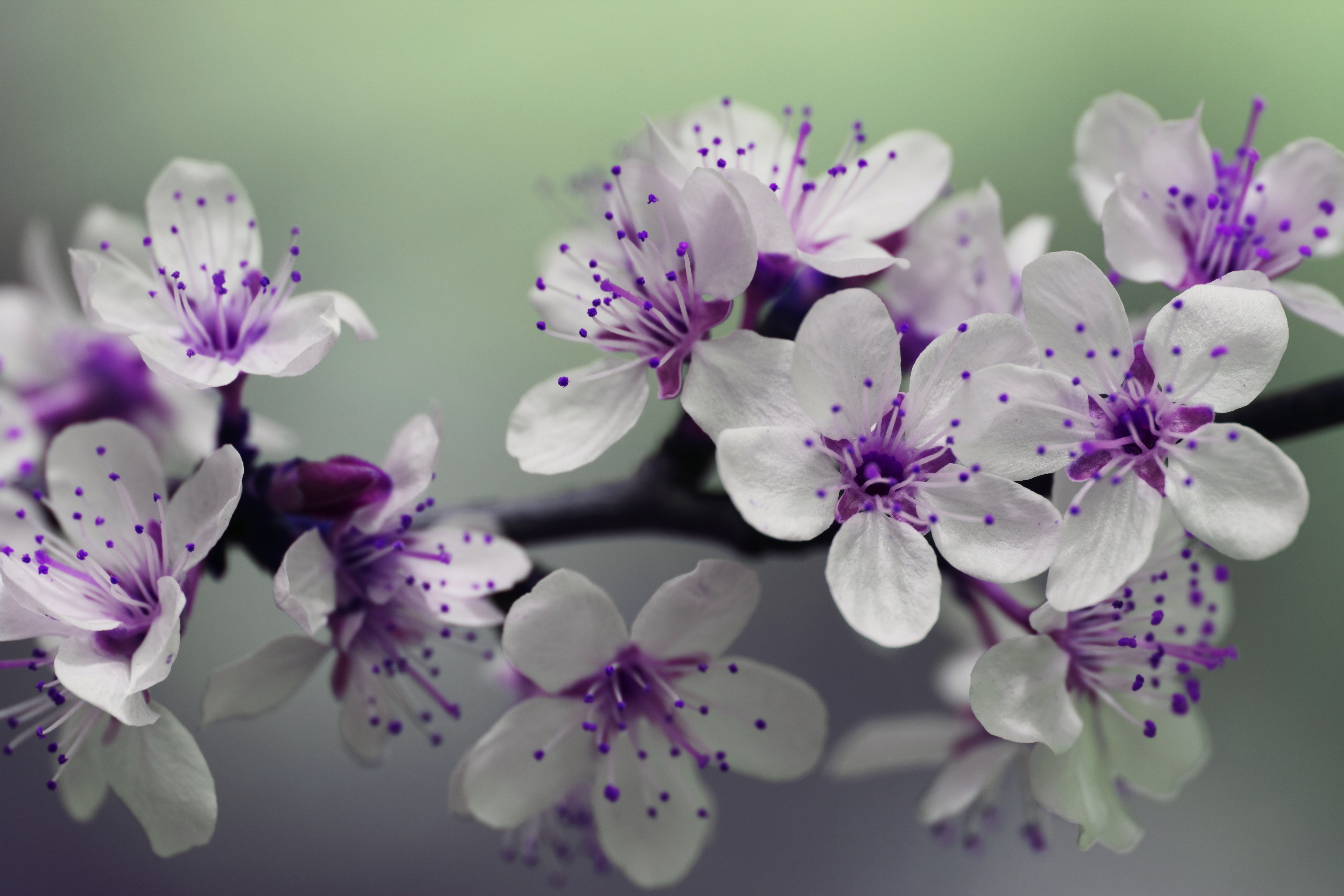 150733 descargar fondo de pantalla floración, macro, cereza, florecer, rama, primavera: protectores de pantalla e imágenes gratis