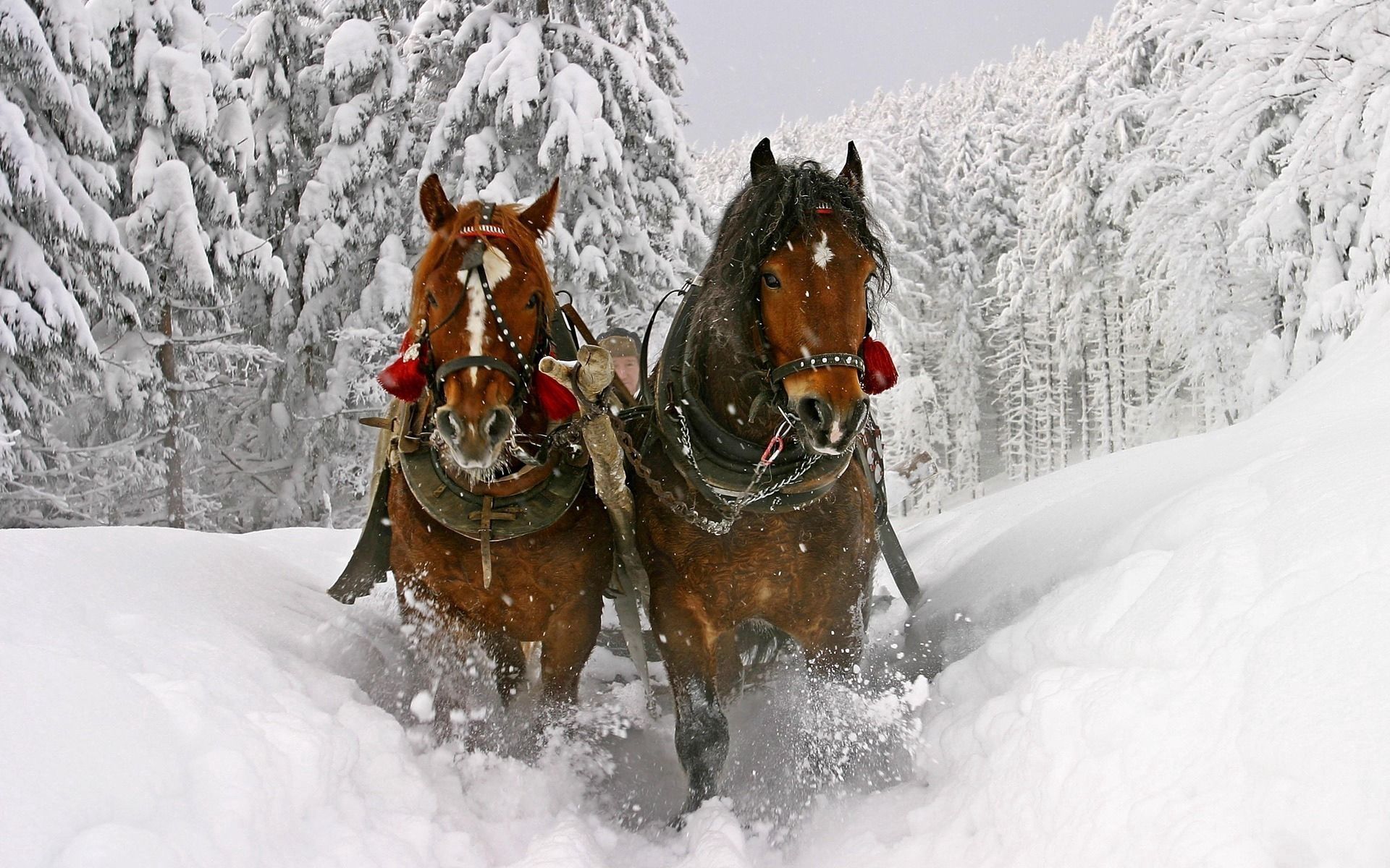 149107 descargar fondo de pantalla caballo, animales, nieve, equipo, trineo, equitación, conducir: protectores de pantalla e imágenes gratis
