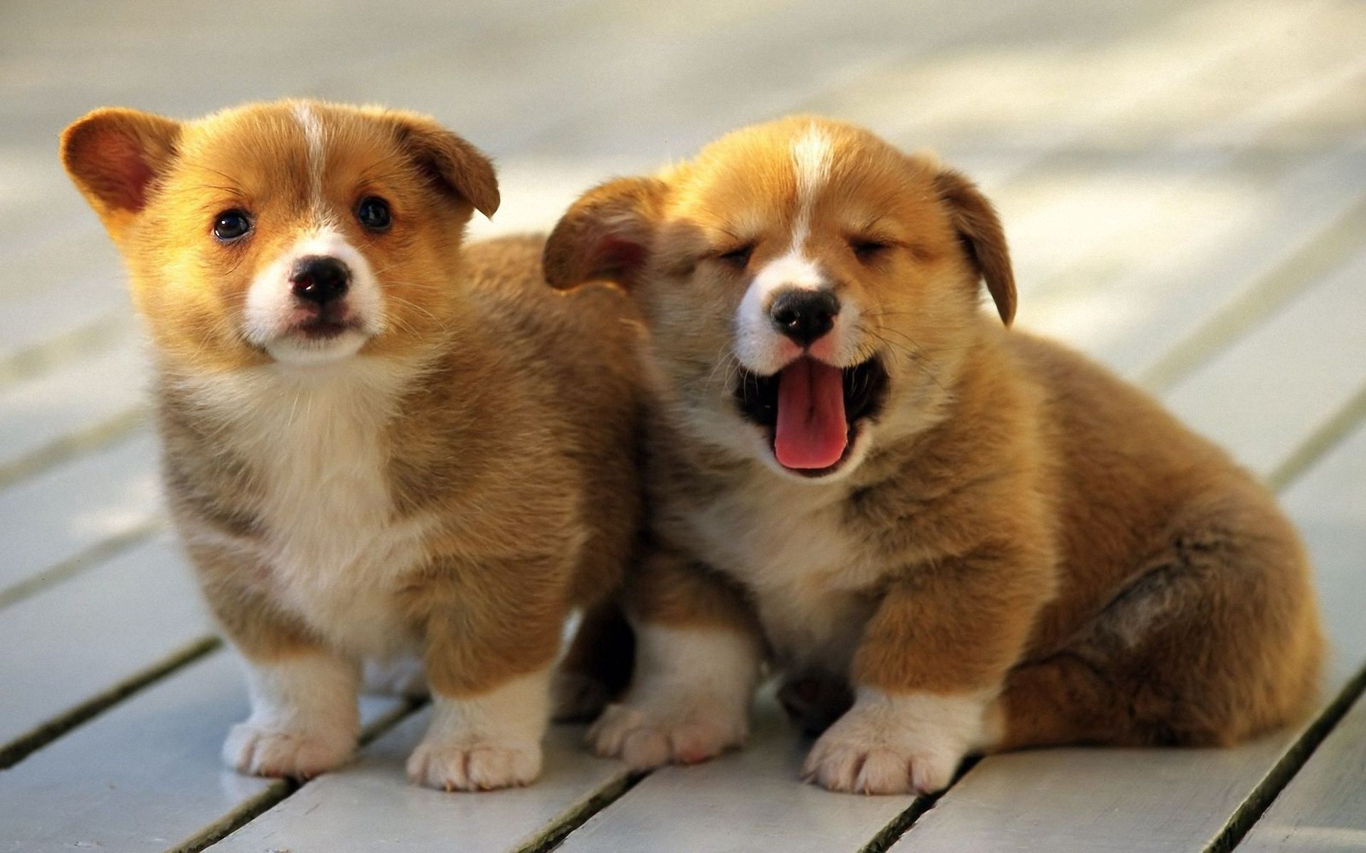 Free download wallpaper Sit, Pair, Muzzle, To Yawn, Yawn, Animals, Couple, Puppies on your PC desktop