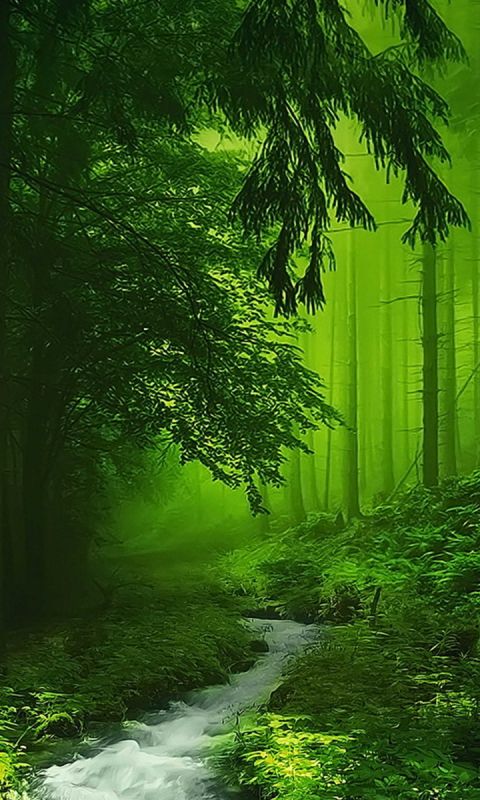 Download mobile wallpaper Nature, Forest, Tree, Fog, Earth, Stream for free.