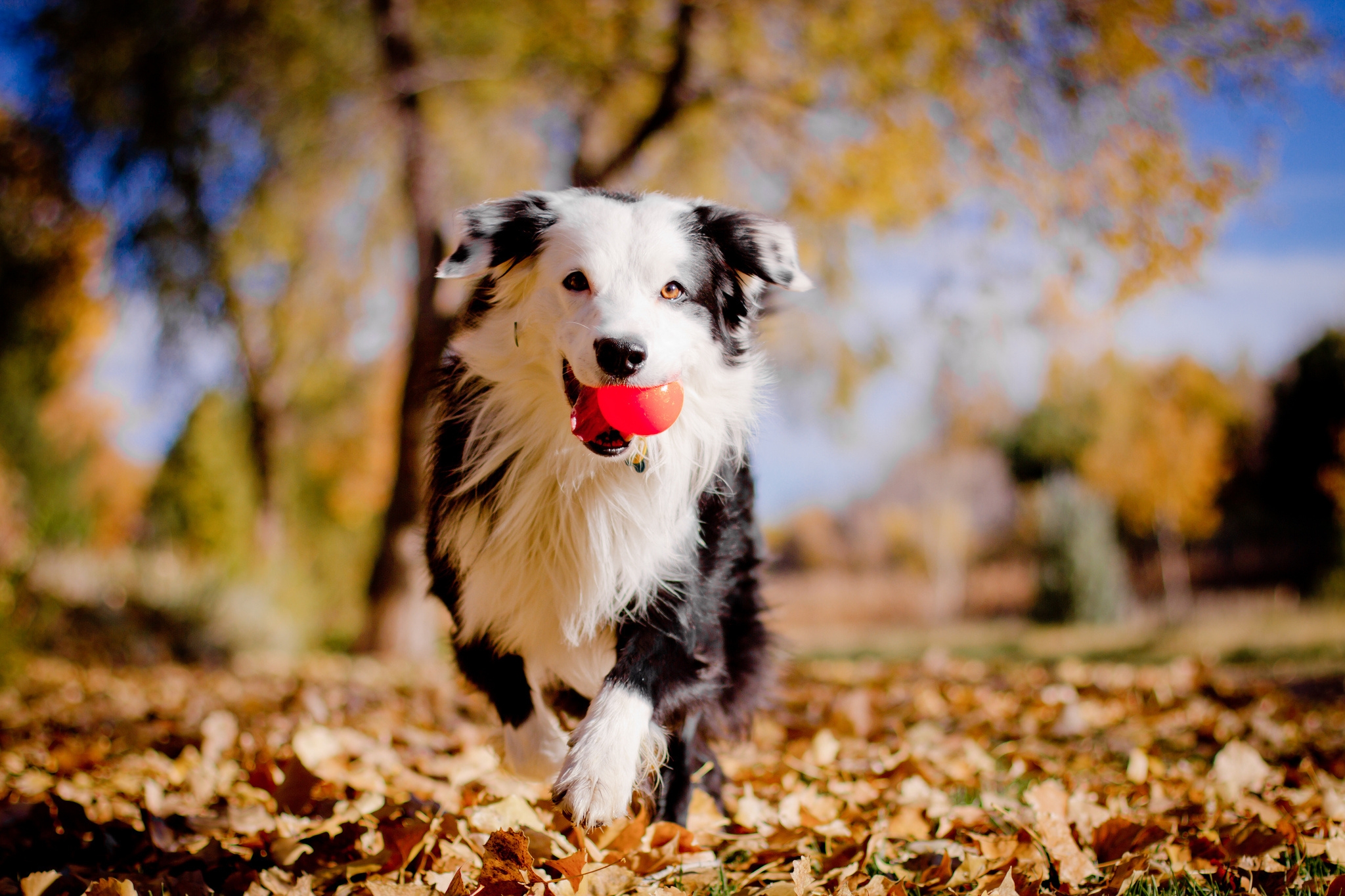 border collie, animals, autumn, leaves, dog, ball, mood