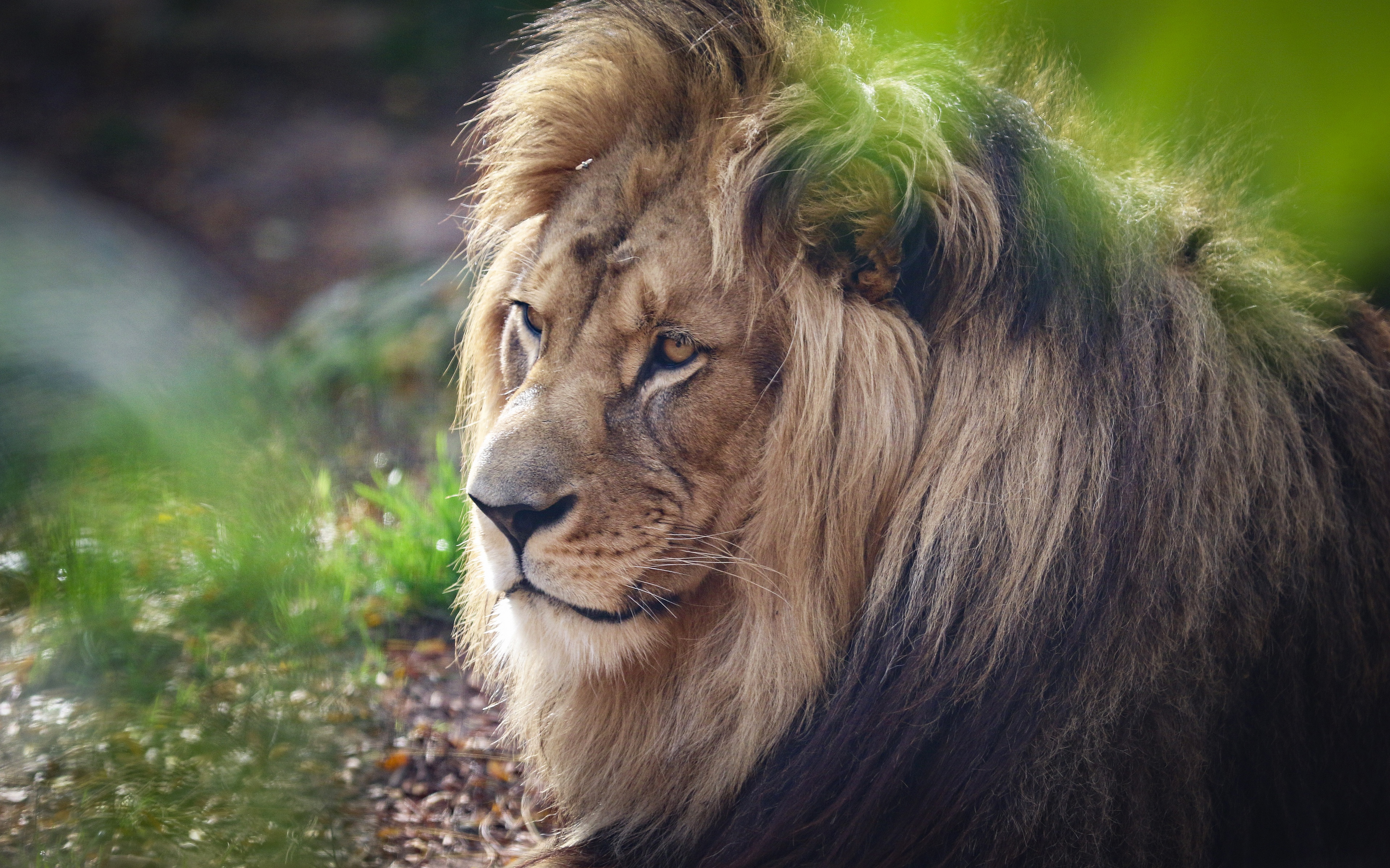 Téléchargez gratuitement l'image Animaux, Chats, Lion sur le bureau de votre PC