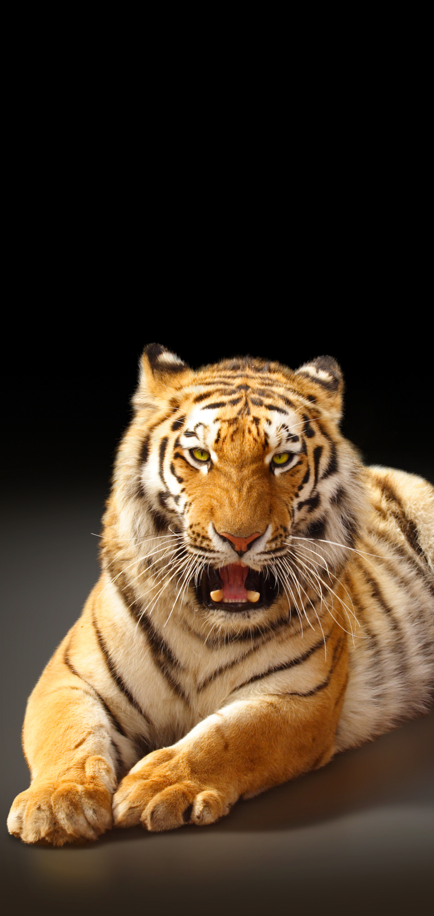 Baixe gratuitamente a imagem Animais, Gatos, Tigre na área de trabalho do seu PC