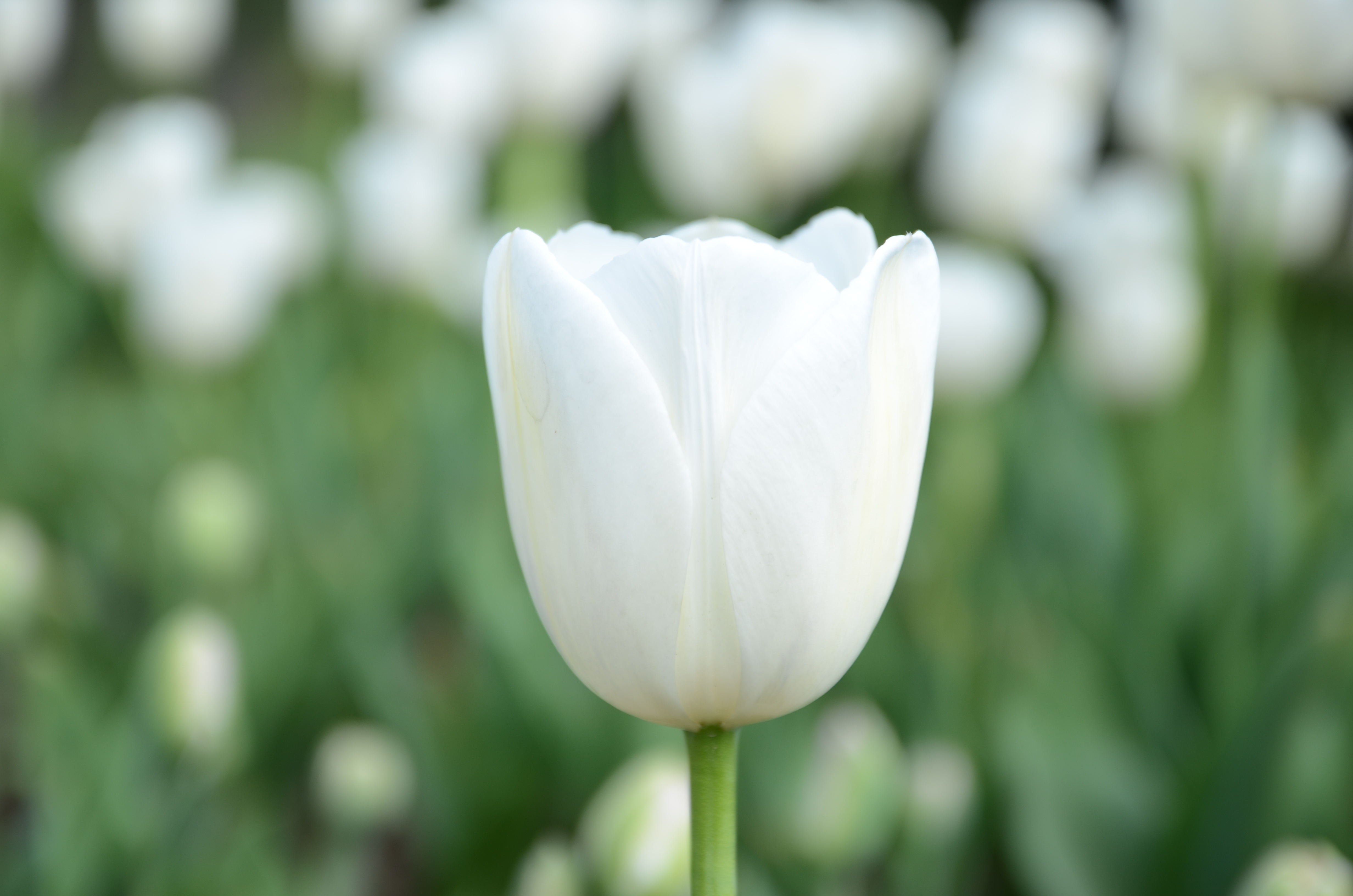 Download mobile wallpaper Flowers, Flower, Close Up, Earth, Bokeh, Tulip, White Flower for free.