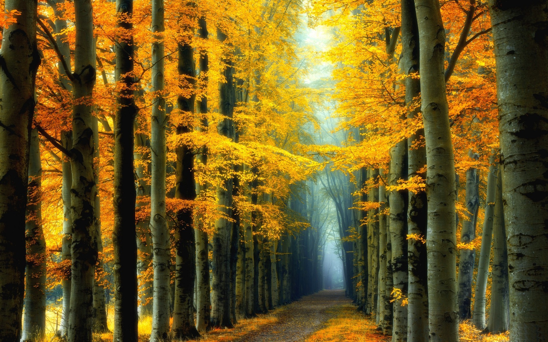Скачать картинку Осень, Лес, Дерево, Дорожка, Жёлтый, Земля/природа в телефон бесплатно.