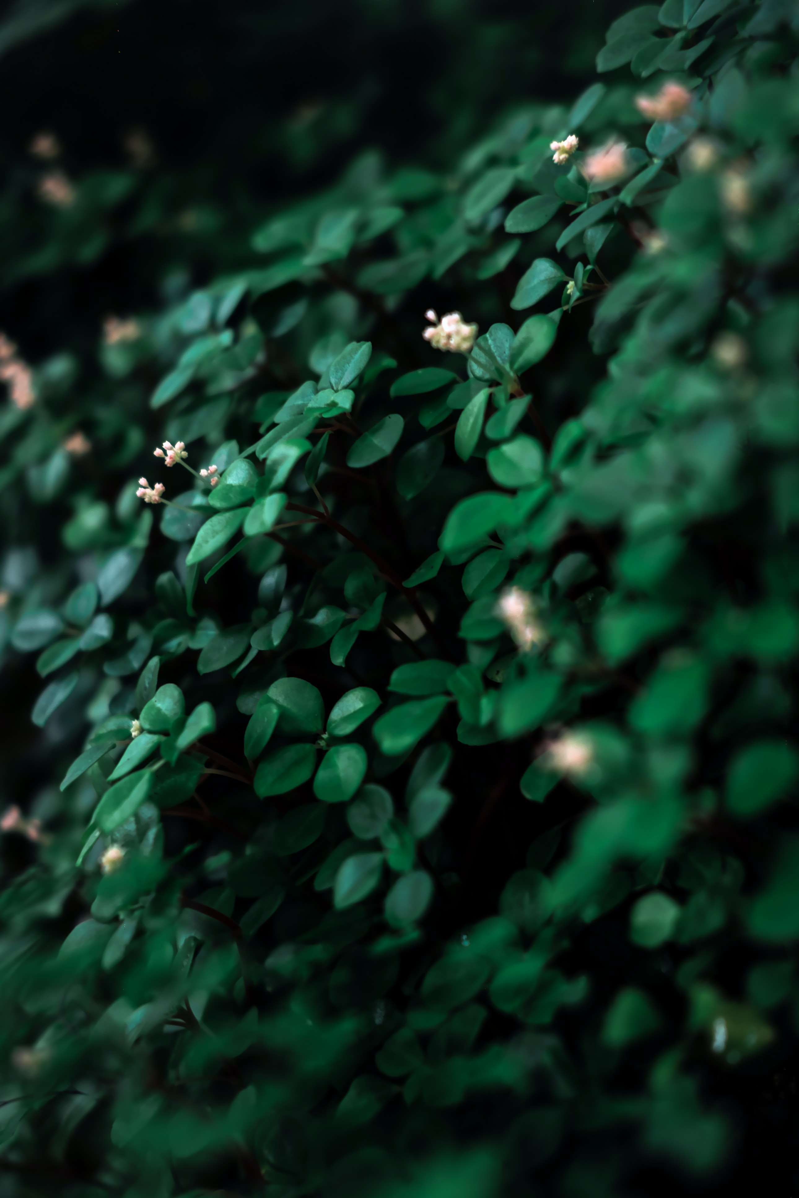 Скачать картинку Белый, Зеленый, Растение, Листья, Макро, Цветы в телефон бесплатно.