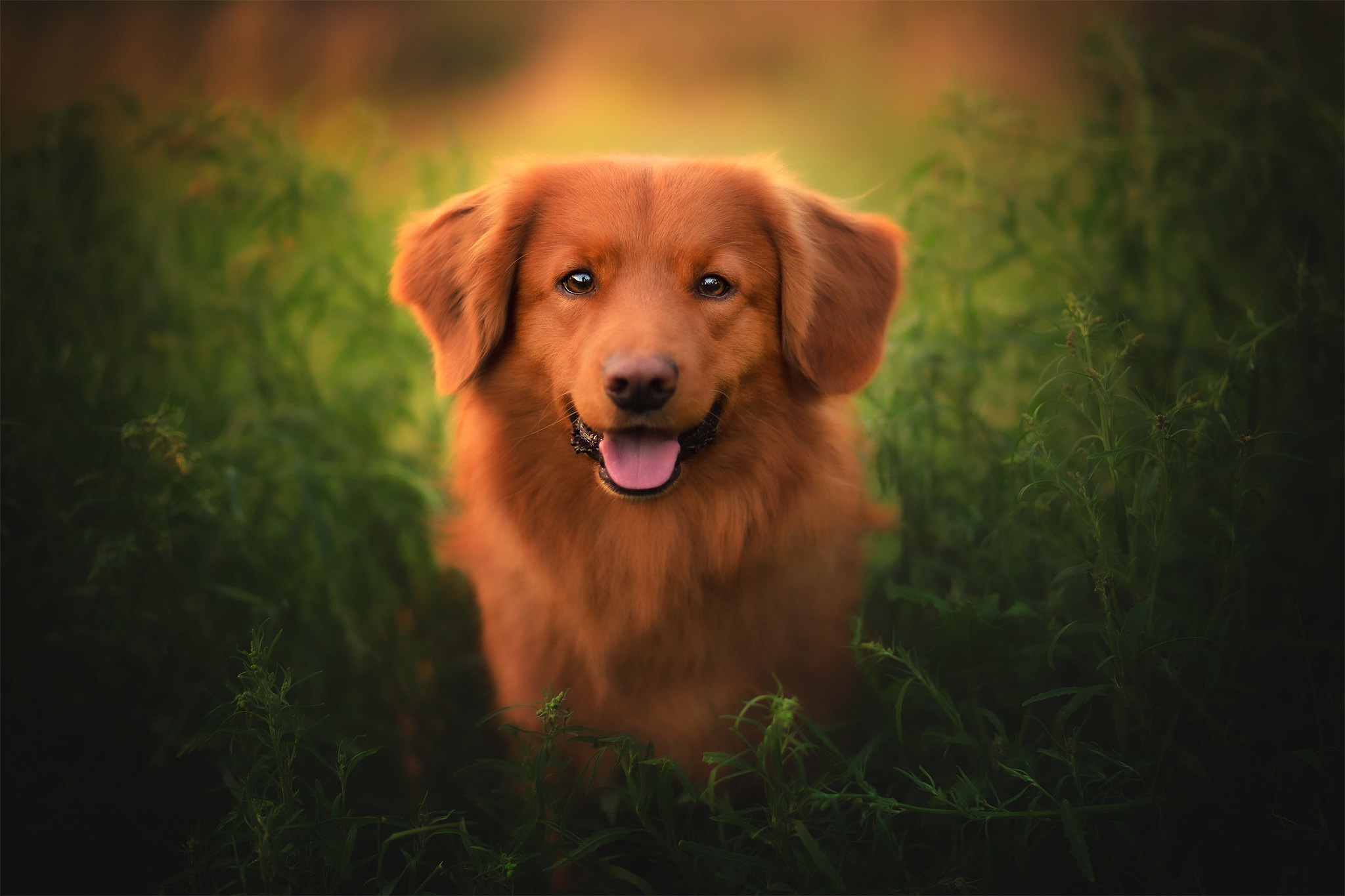 Free download wallpaper Dogs, Dog, Animal, Nova Scotia Duck Tolling Retriever on your PC desktop