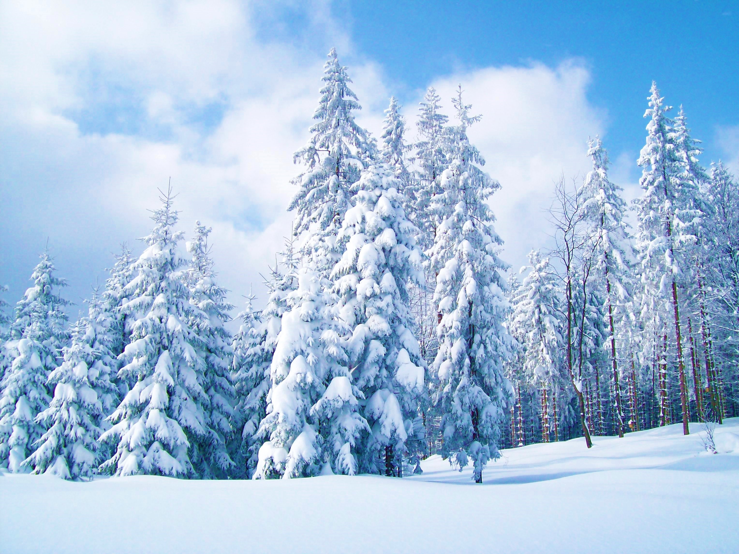 Скачать обои бесплатно Зима, Снег, Дерево, Сосна, Земля/природа картинка на рабочий стол ПК