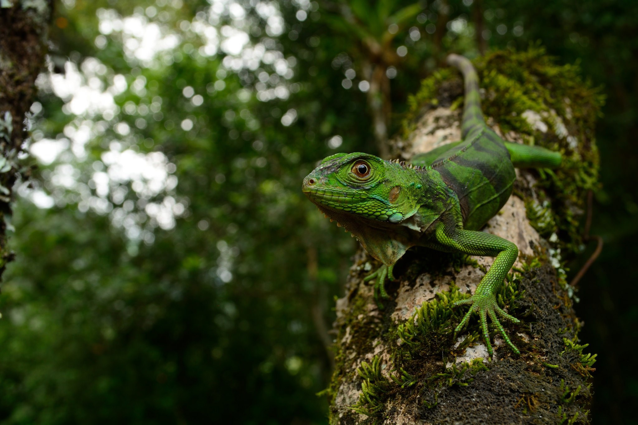 Descarga gratuita de fondo de pantalla para móvil de Animales, Reptil, Reptiles, Iguana, Profundidad De Campo.