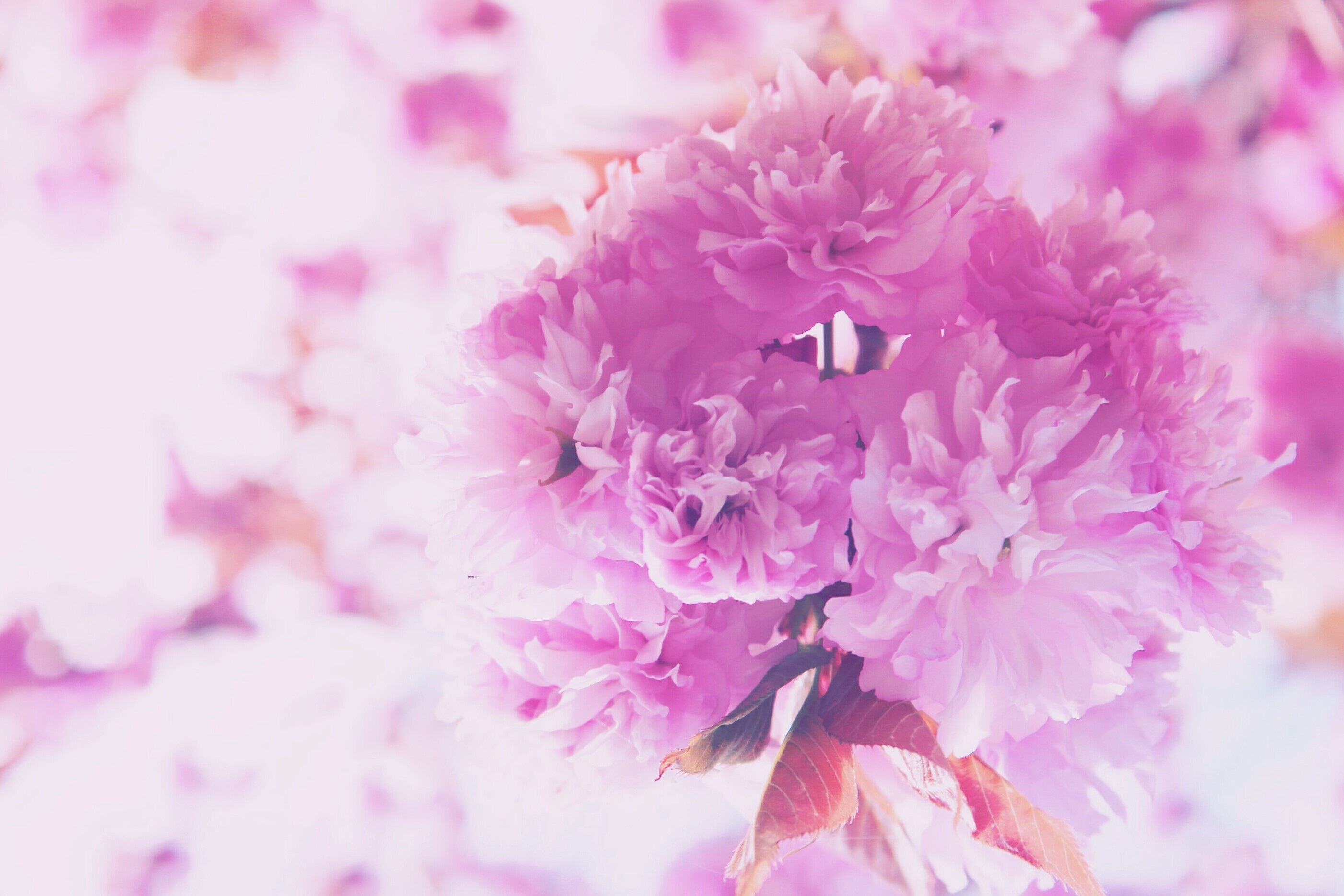 Download mobile wallpaper Nature, Flowers, Flower, Earth, Spring, Bokeh, Blossom, Pink Flower for free.