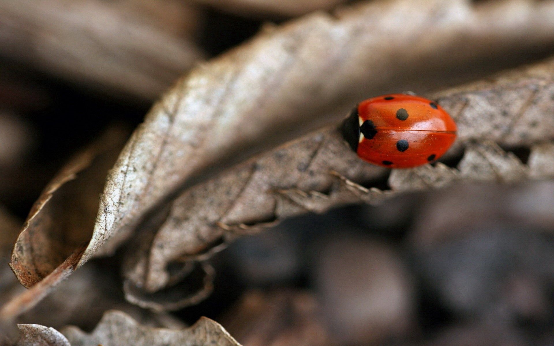 Download mobile wallpaper Ladybird, Macro, Dry, Ladybug, Leaves, Autumn for free.