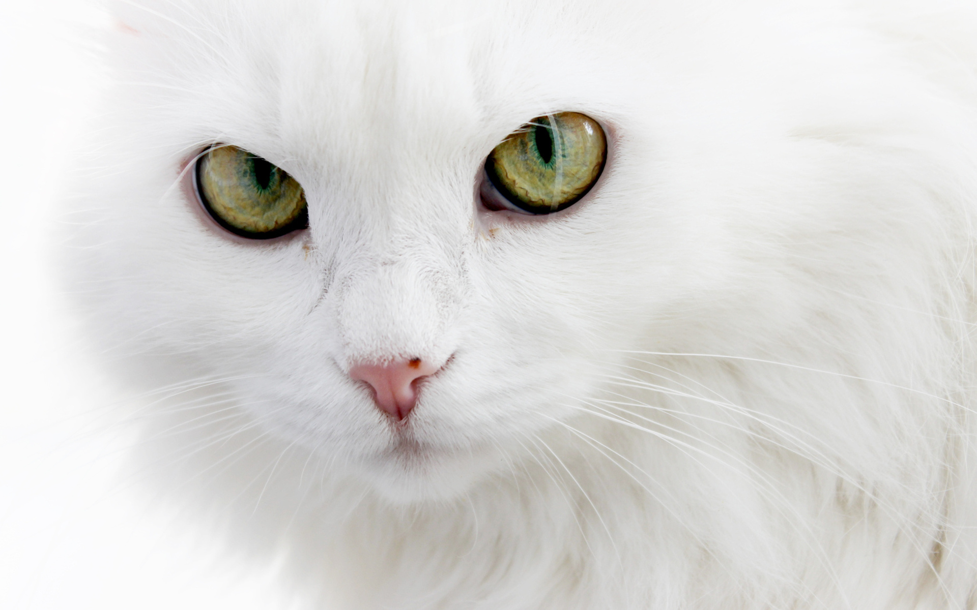 Download mobile wallpaper Face, Eye, Cat, Cats, Animal, Cute for free.