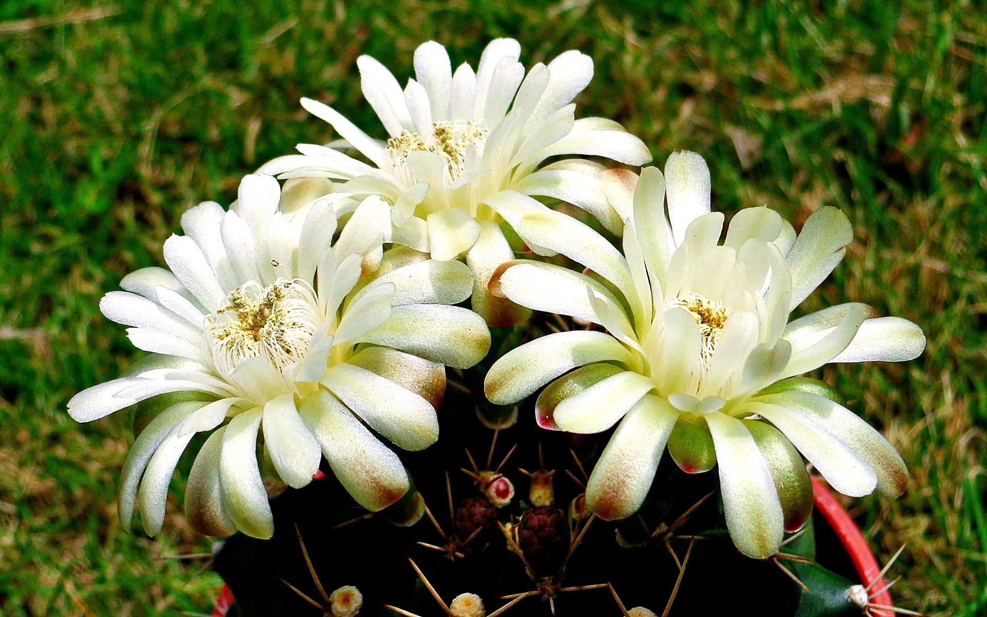 Laden Sie das Blumen, Pflanze, Strauß, Bouquet-Bild kostenlos auf Ihren PC-Desktop herunter