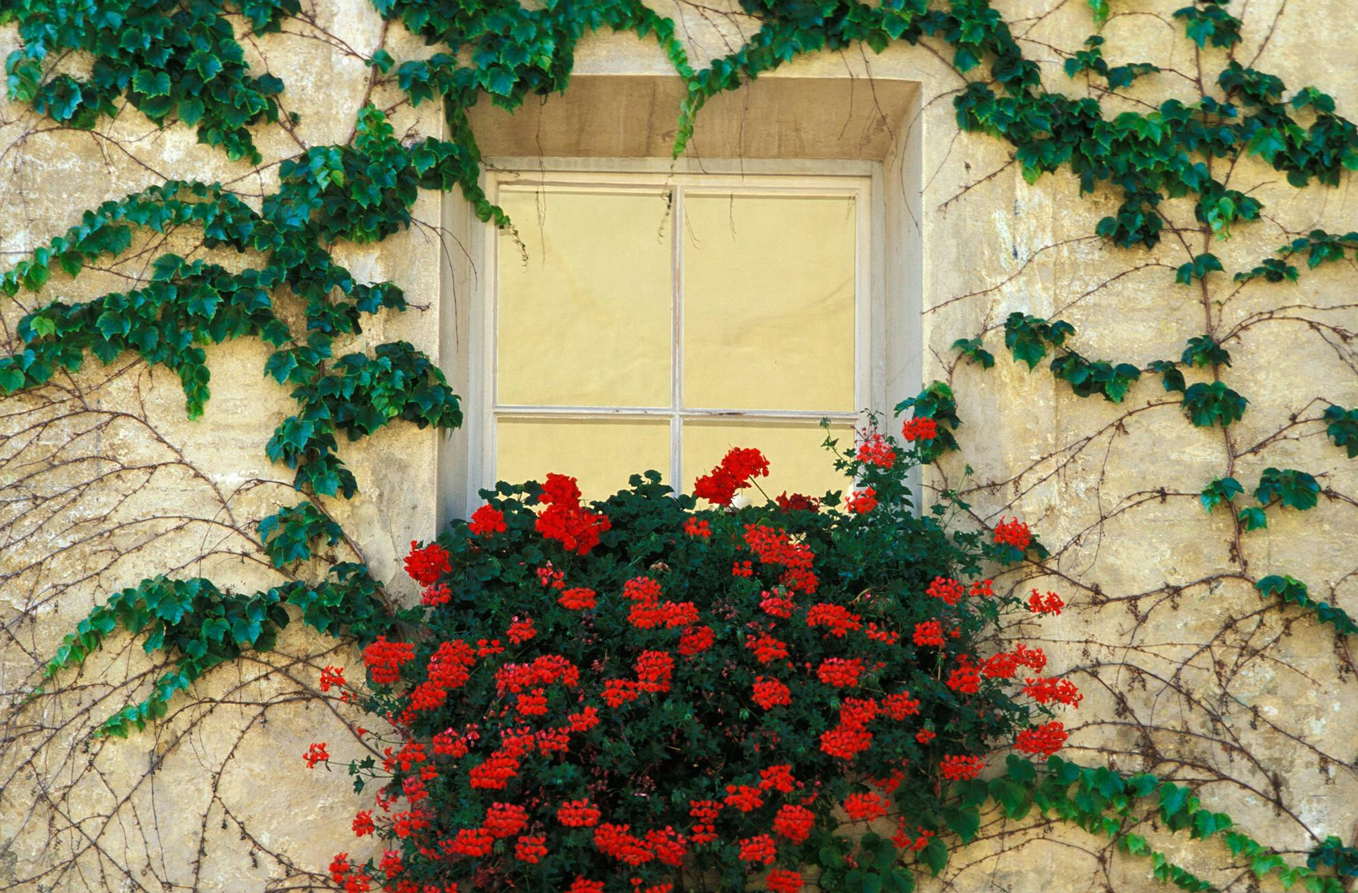 744688 baixar imagens feito pelo homem, janela, flor, verde, hera, flor vermelha, videira - papéis de parede e protetores de tela gratuitamente