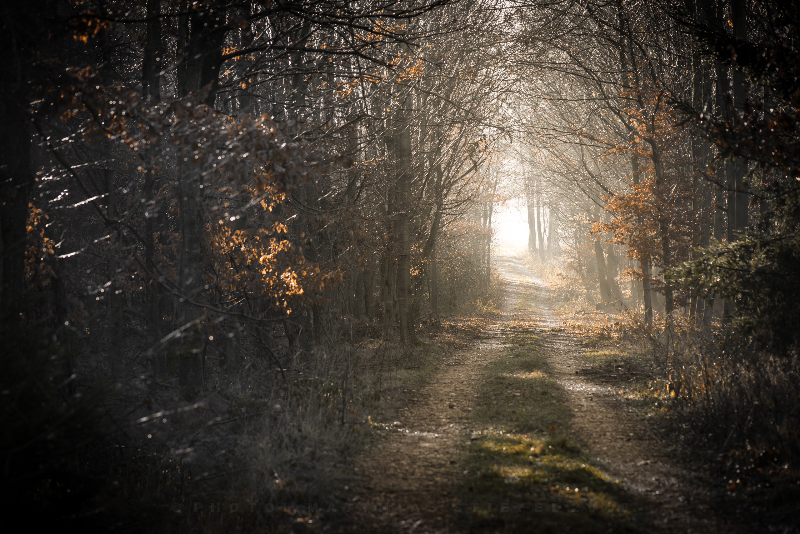 Free download wallpaper Nature, Forest, Tree, Earth, Path on your PC desktop