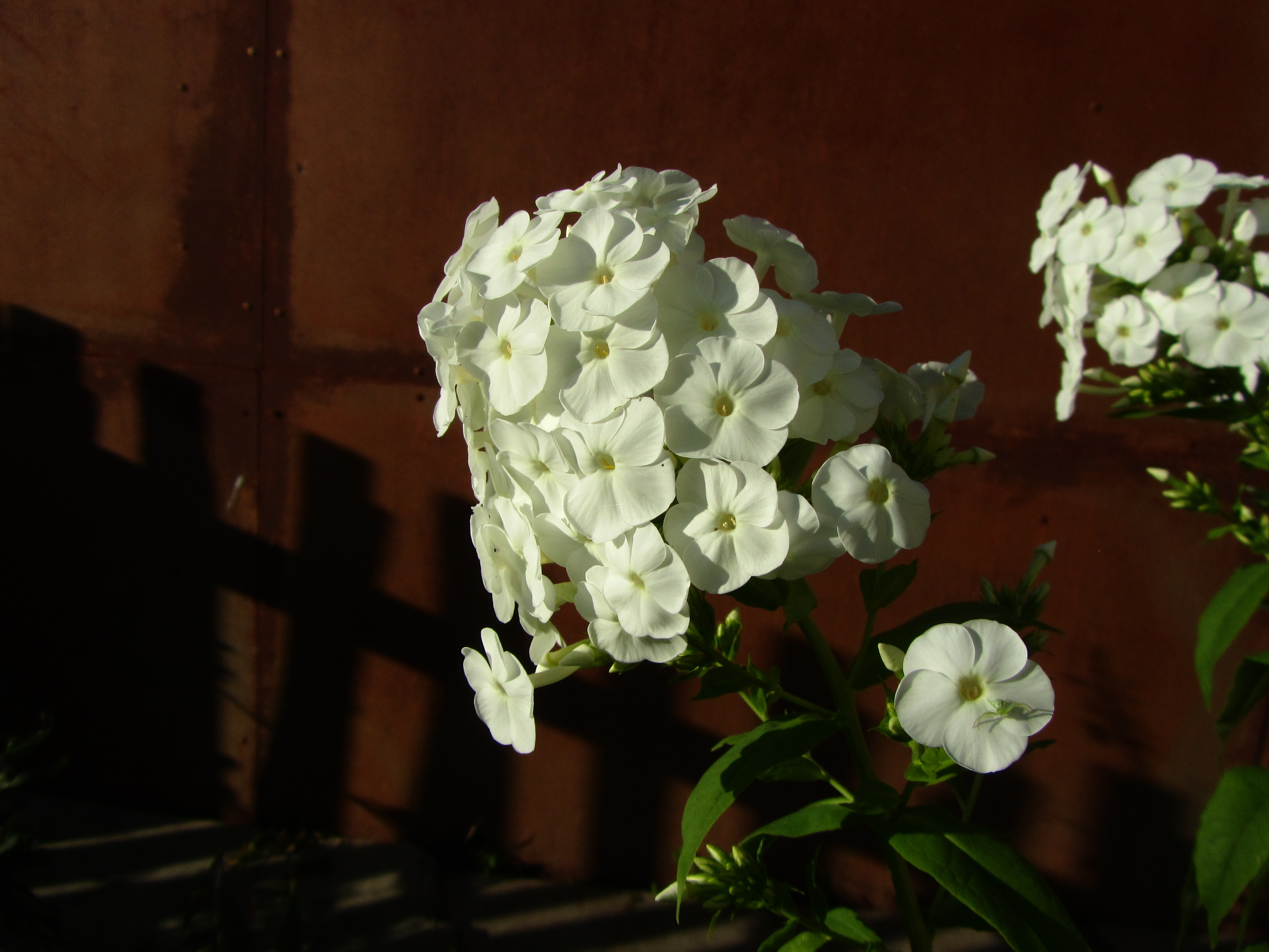 Baixar papel de parede para celular de Flores, Flor, Terra/natureza gratuito.