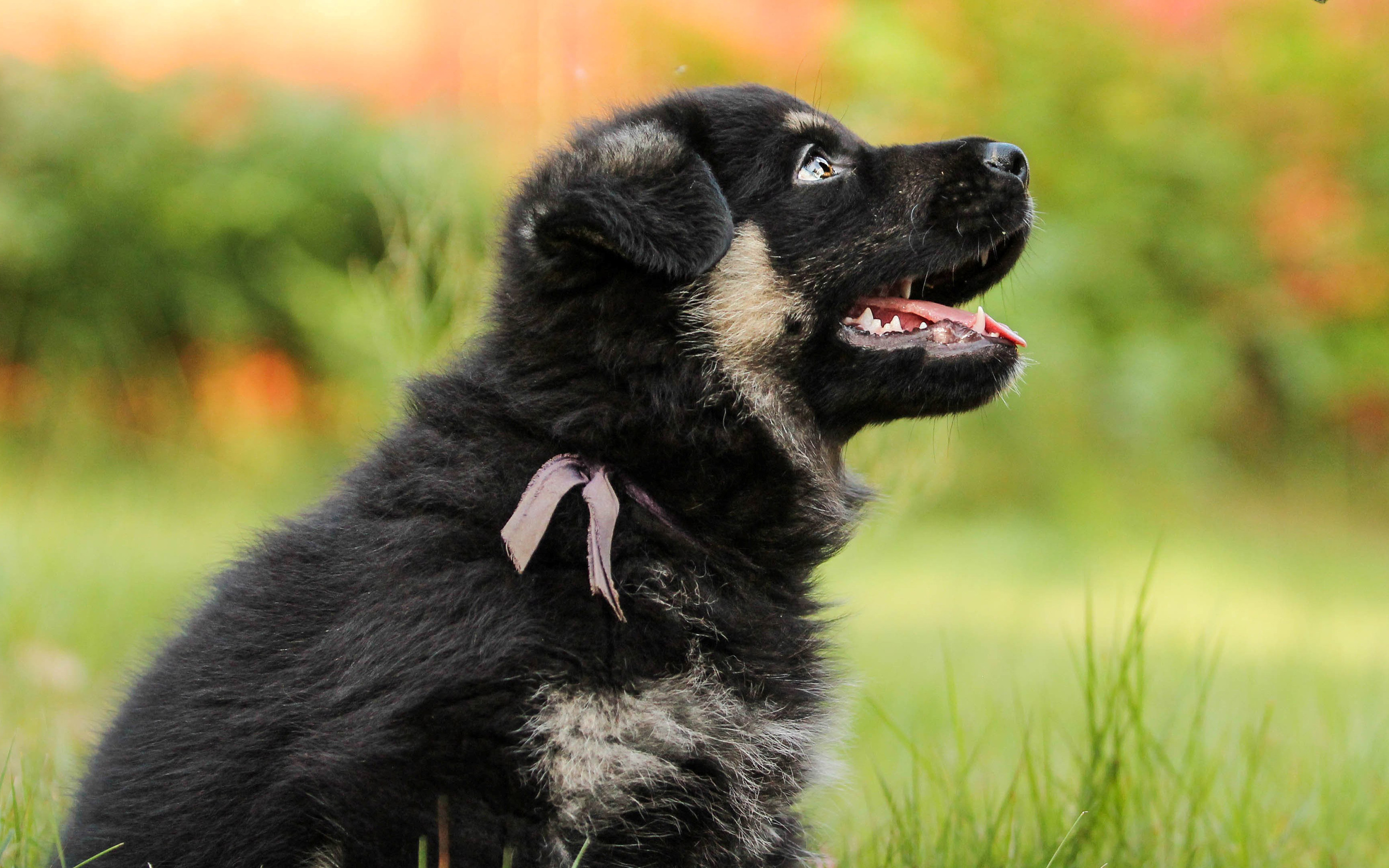 Descarga gratuita de fondo de pantalla para móvil de Animales, Perros, Perro, Cachorro, Pastor Alemán.