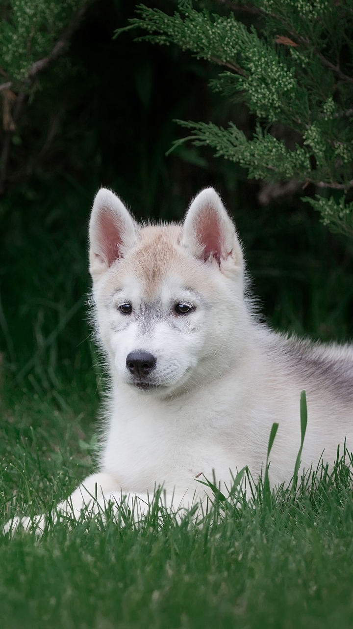 Download mobile wallpaper Dogs, Dog, Animal, Puppy, Husky, Baby Animal for free.