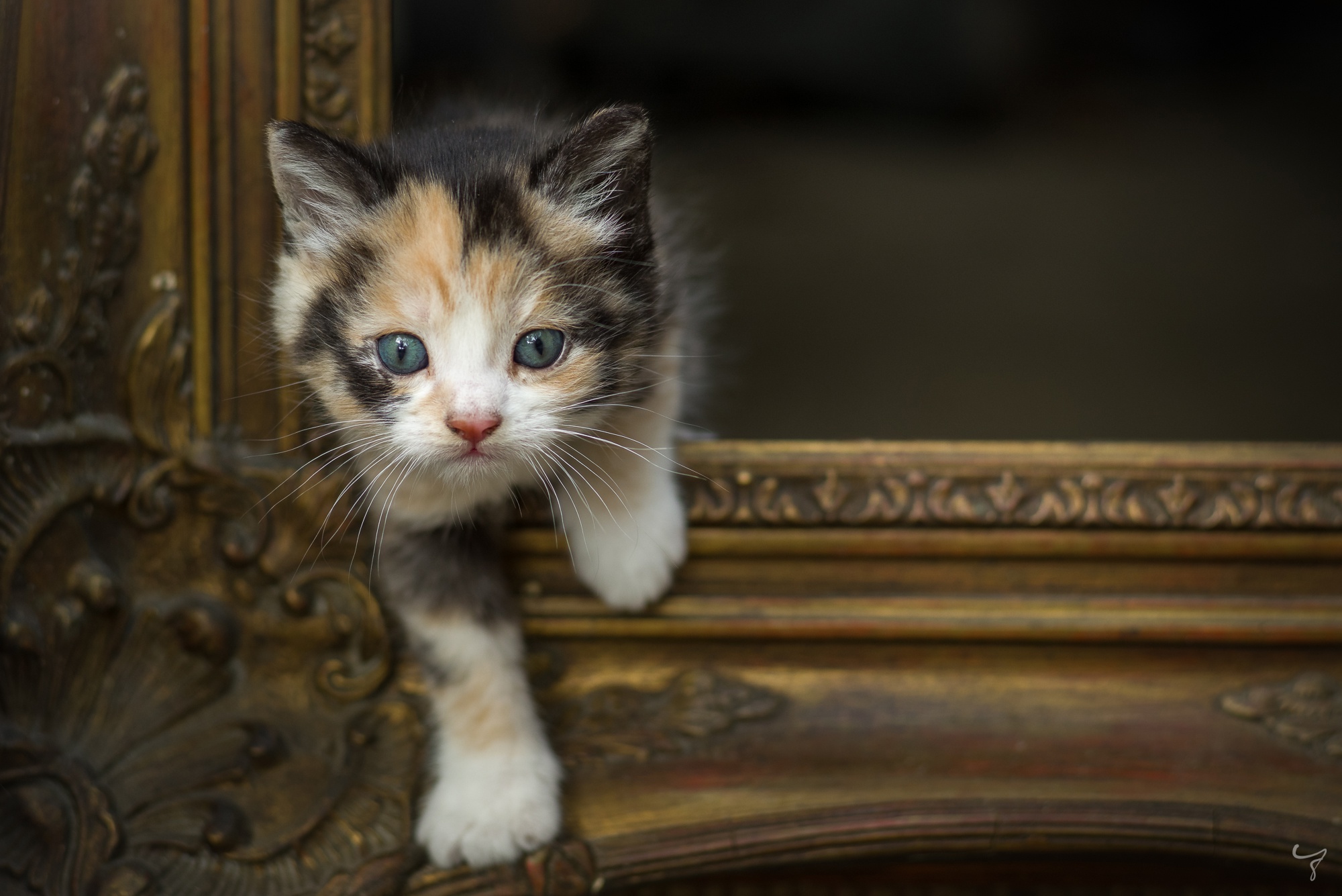 Téléchargez gratuitement l'image Animaux, Chats, Chat, Chaton, Bébé Animal sur le bureau de votre PC