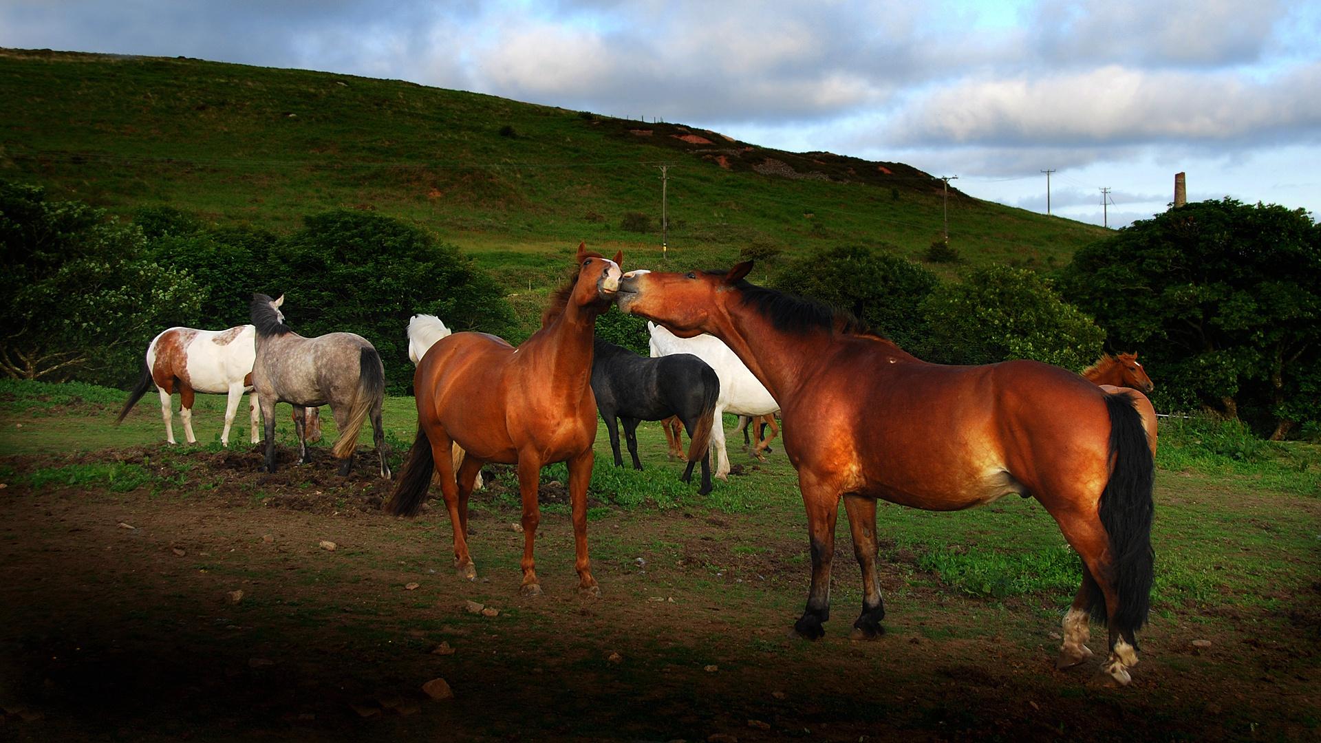 Descarga gratuita de fondo de pantalla para móvil de Animales, Caballo.