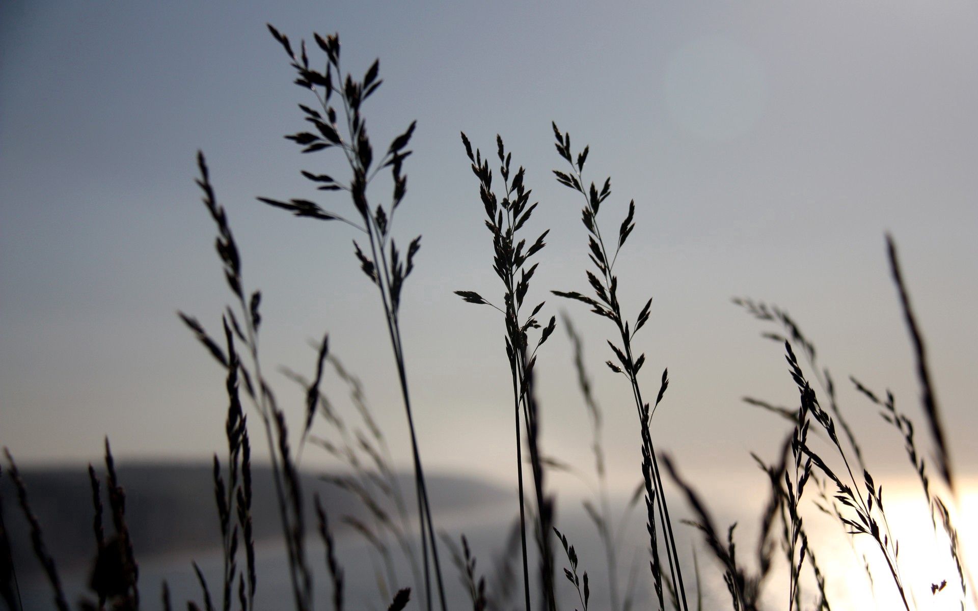 Free download wallpaper Grass, Sky, Wind, Nature, Night, Grey on your PC desktop