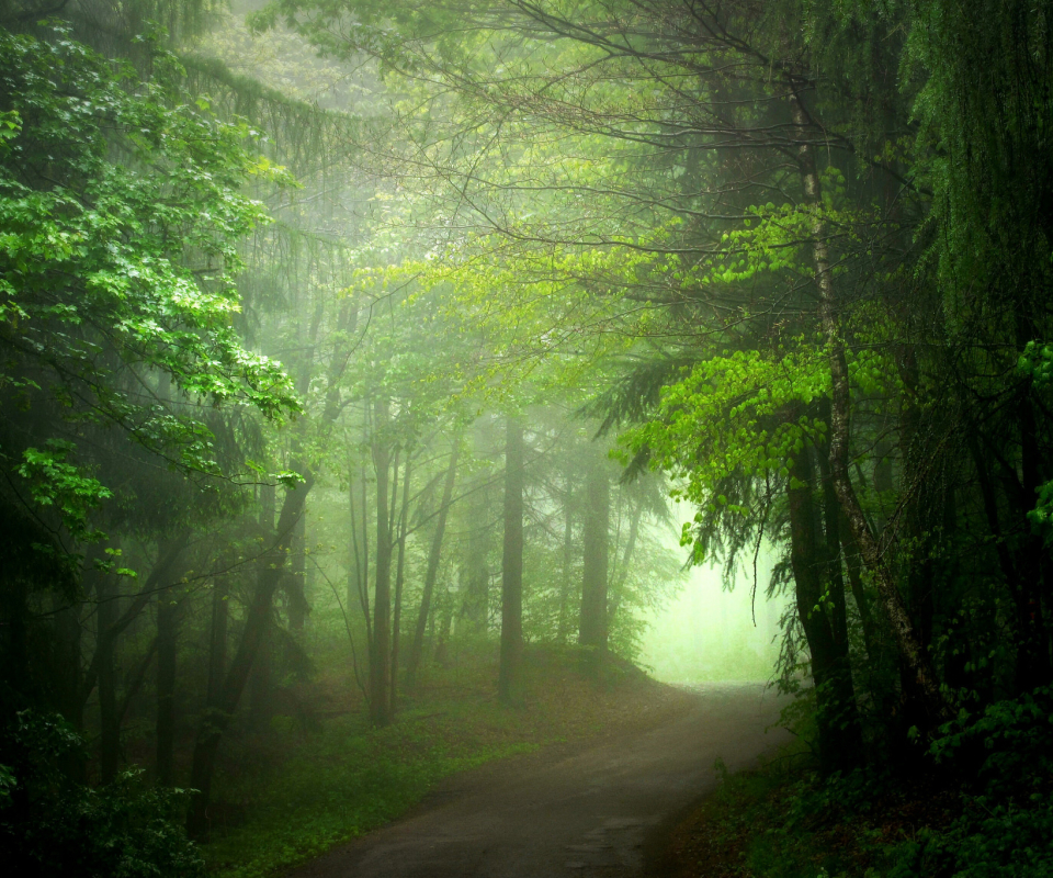 Download mobile wallpaper Forest, Tree, Fog, Earth, Path for free.