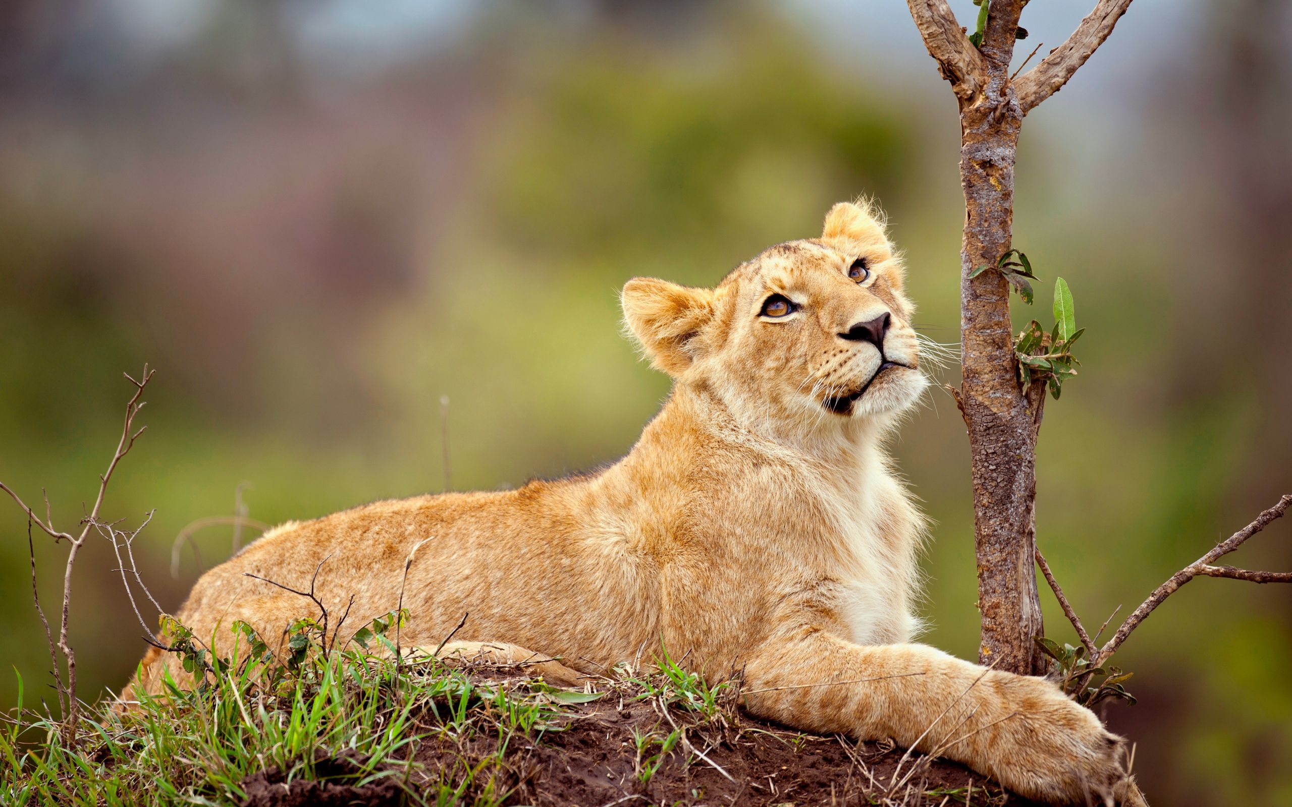 HD wallpaper joey, animals, grass, young, to lie down, lie, branch, lion, lion cub