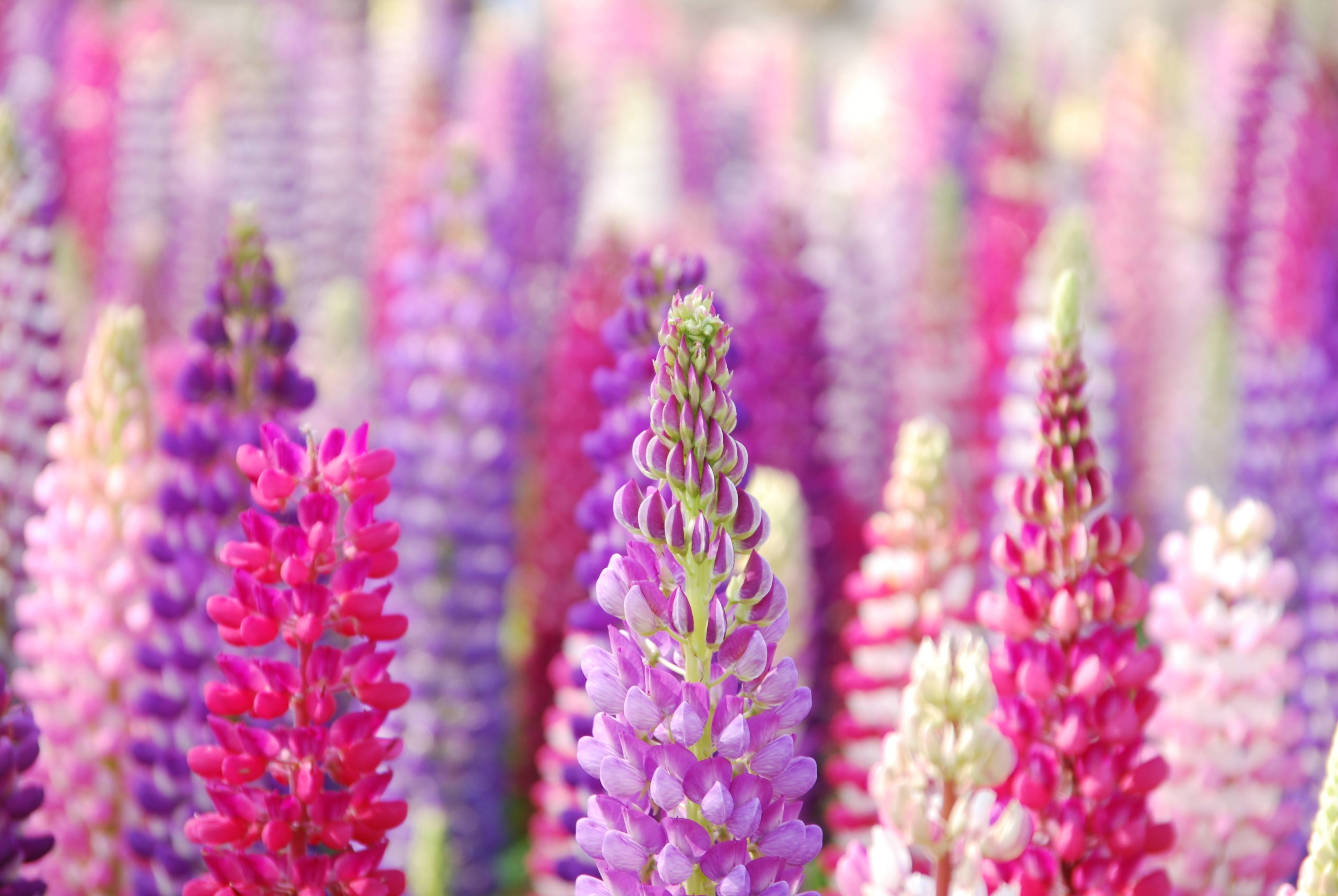 Download mobile wallpaper Close Up, Earth, Lupine, Purple Flower, Pink Flower for free.