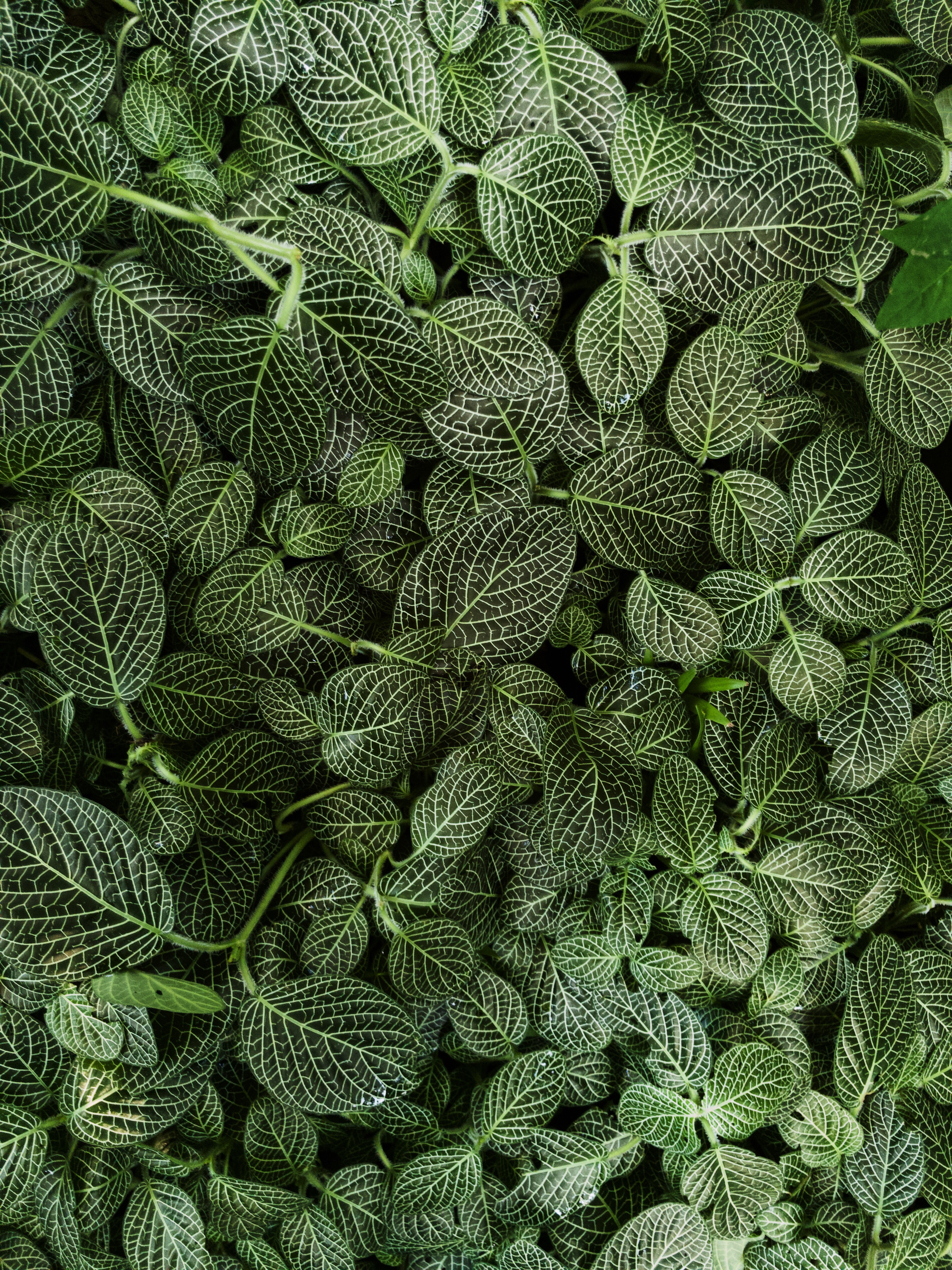 Download mobile wallpaper Striped, Nature, Plant, Leaves for free.