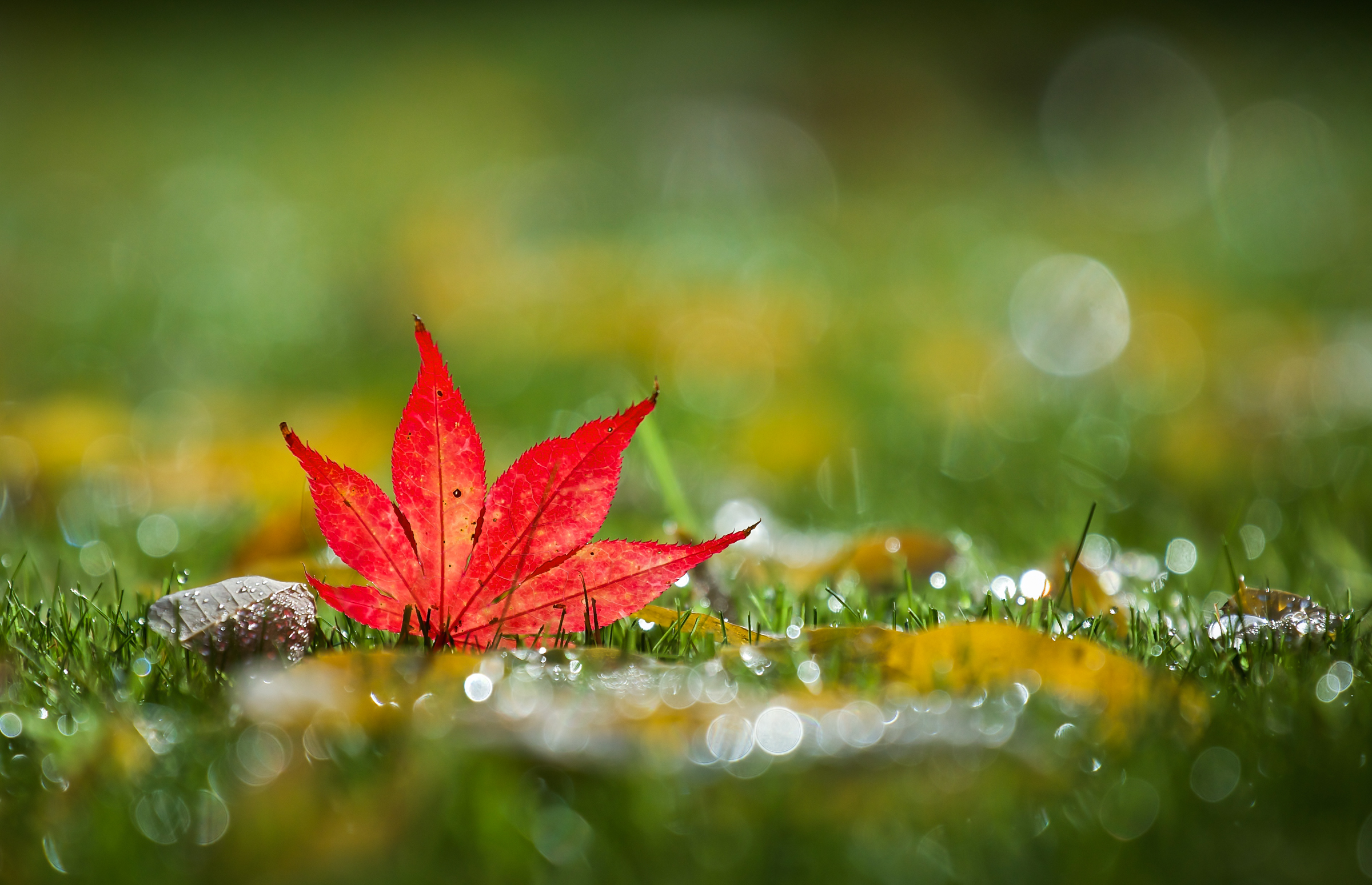 Download mobile wallpaper Nature, Grass, Leaf, Earth, Bokeh, Maple Leaf for free.