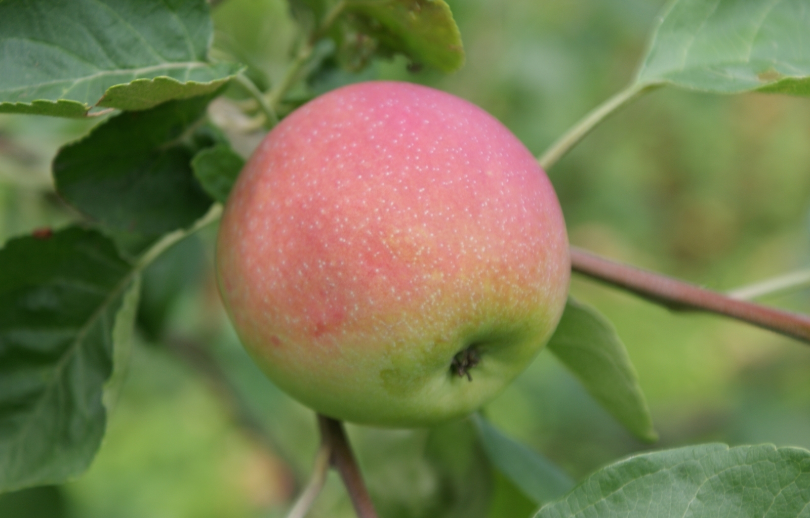 無料モバイル壁紙植物, りんご, フルーツをダウンロードします。
