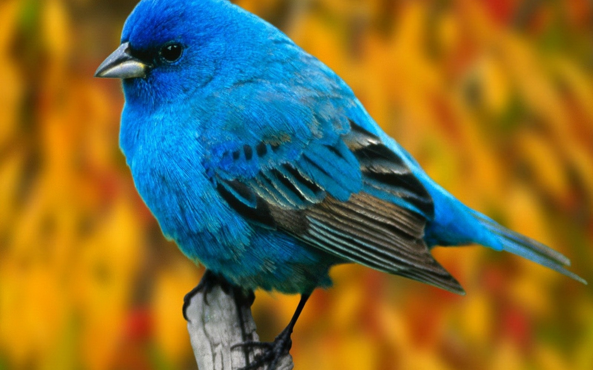 Free download wallpaper Bird, Birds, Animal on your PC desktop