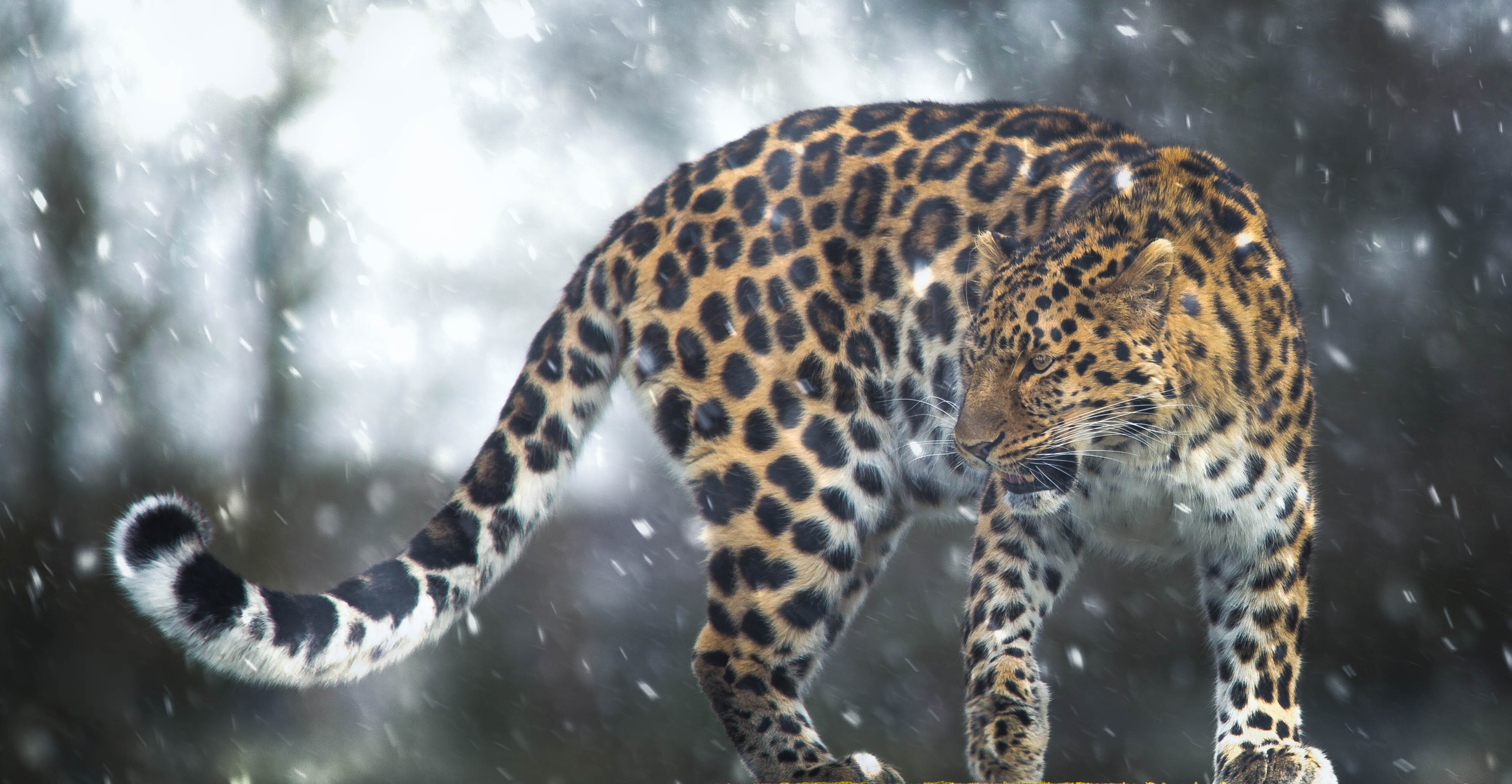無料モバイル壁紙動物, ヒョウ, 猫, 降雪をダウンロードします。
