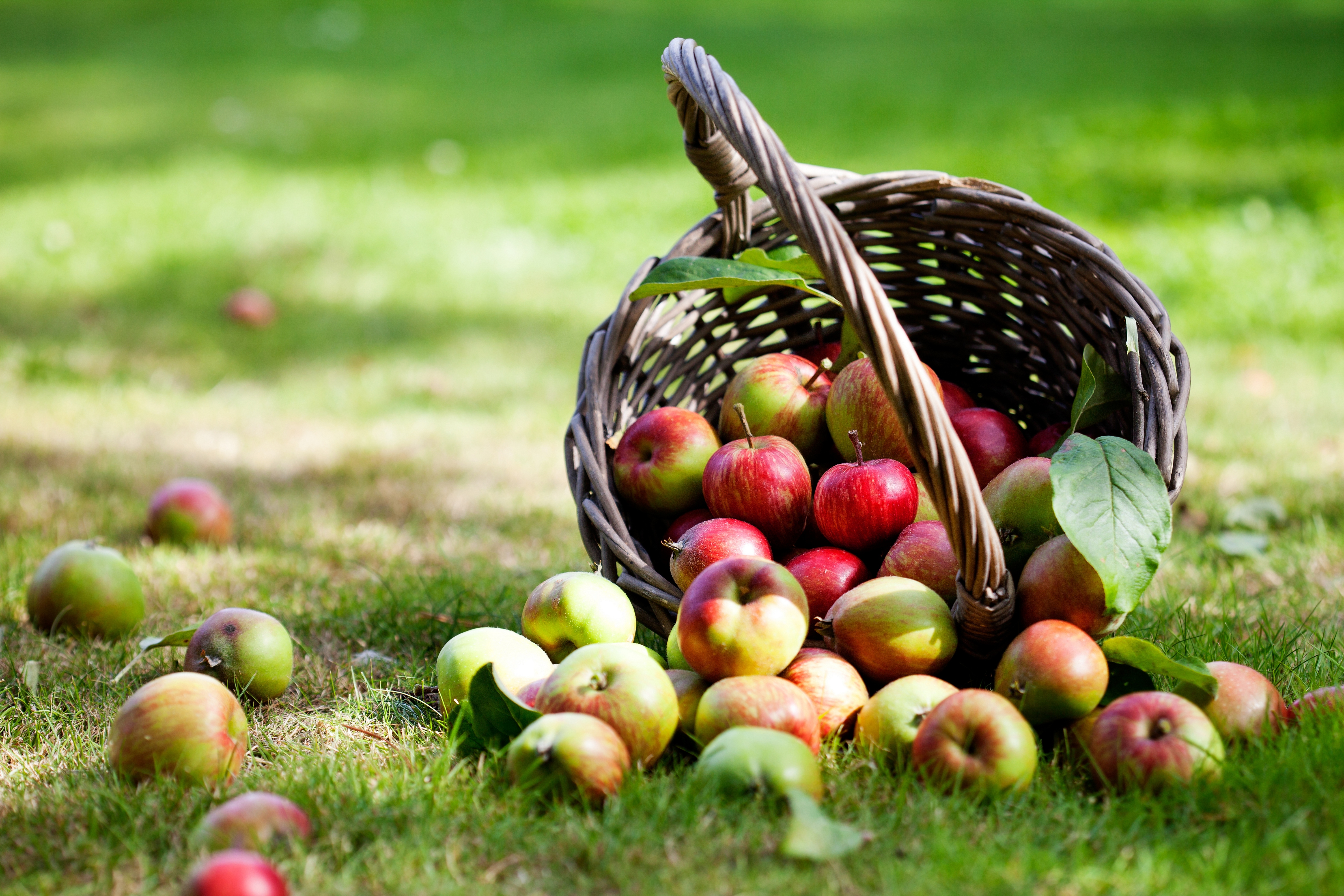 Download mobile wallpaper Fruits, Food, Grass, Apple, Fruit, Basket for free.