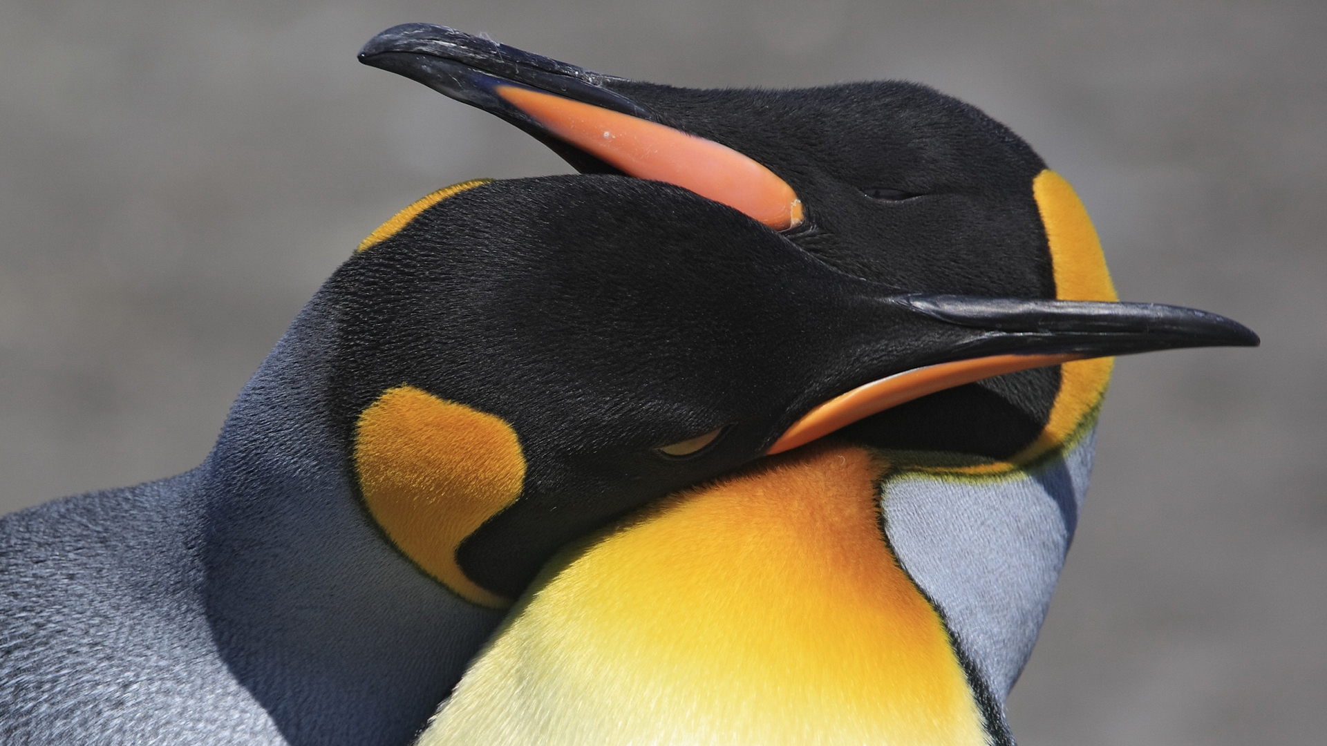 Скачать обои бесплатно Животные, Императорский Пингвин картинка на рабочий стол ПК