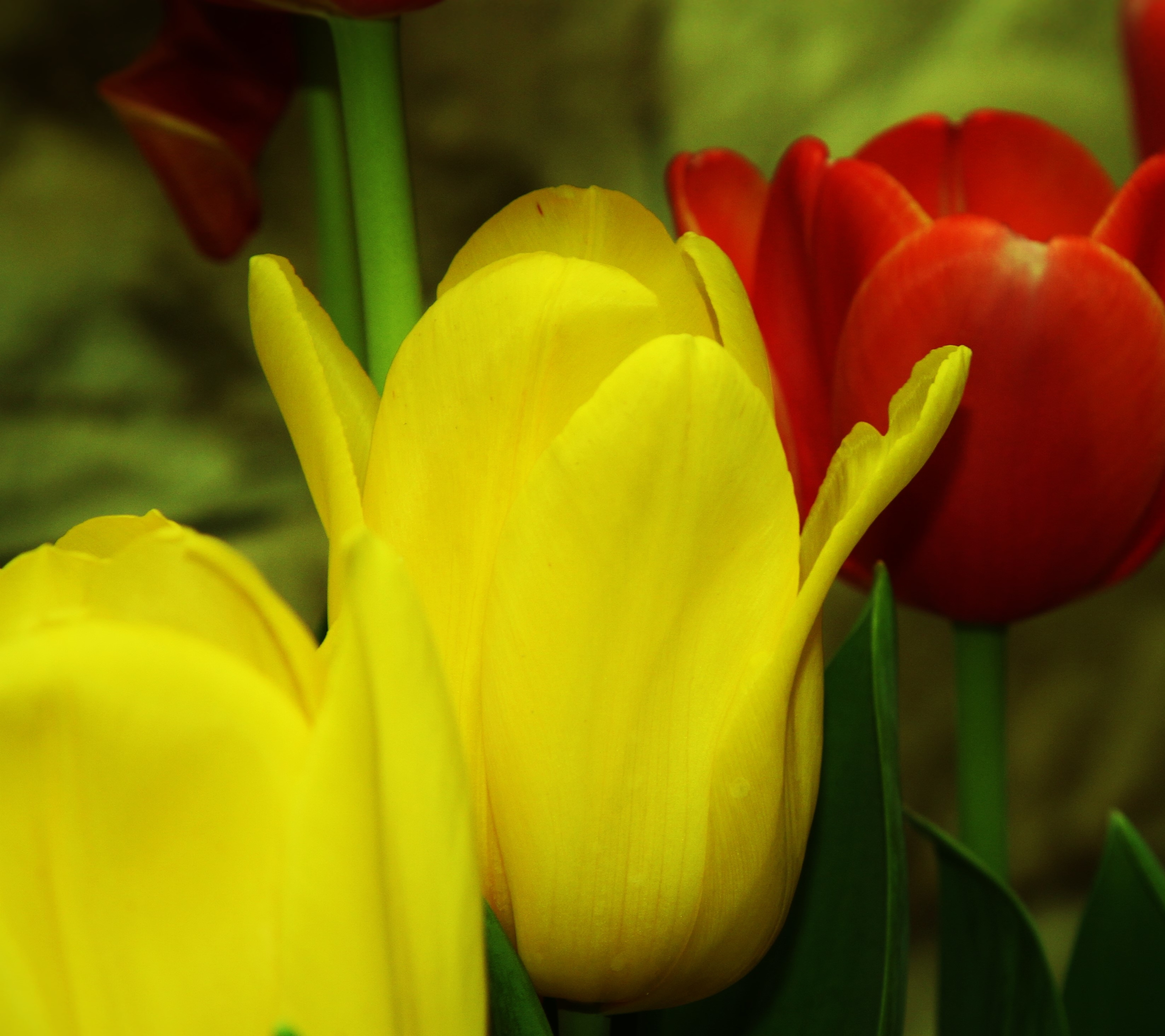 Laden Sie das Blumen, Blume, Erde, Nahansicht, Tulpe, Gelbe Blume, Rote Blume, Erde/natur, Planze, Anlage-Bild kostenlos auf Ihren PC-Desktop herunter