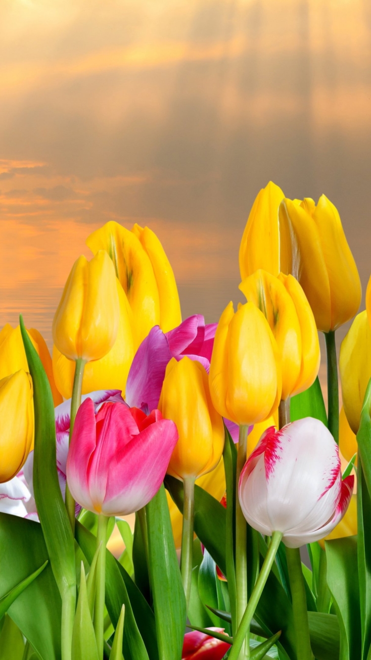 Download mobile wallpaper Flowers, Earth, Tulip for free.