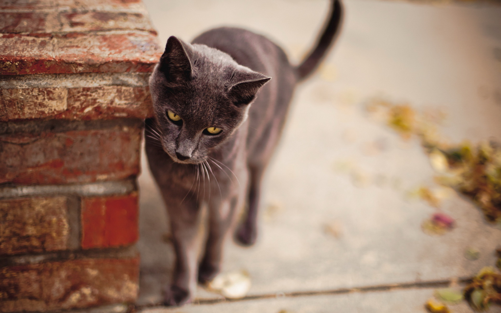 Descarga gratuita de fondo de pantalla para móvil de Gato, Gatos, Animales.