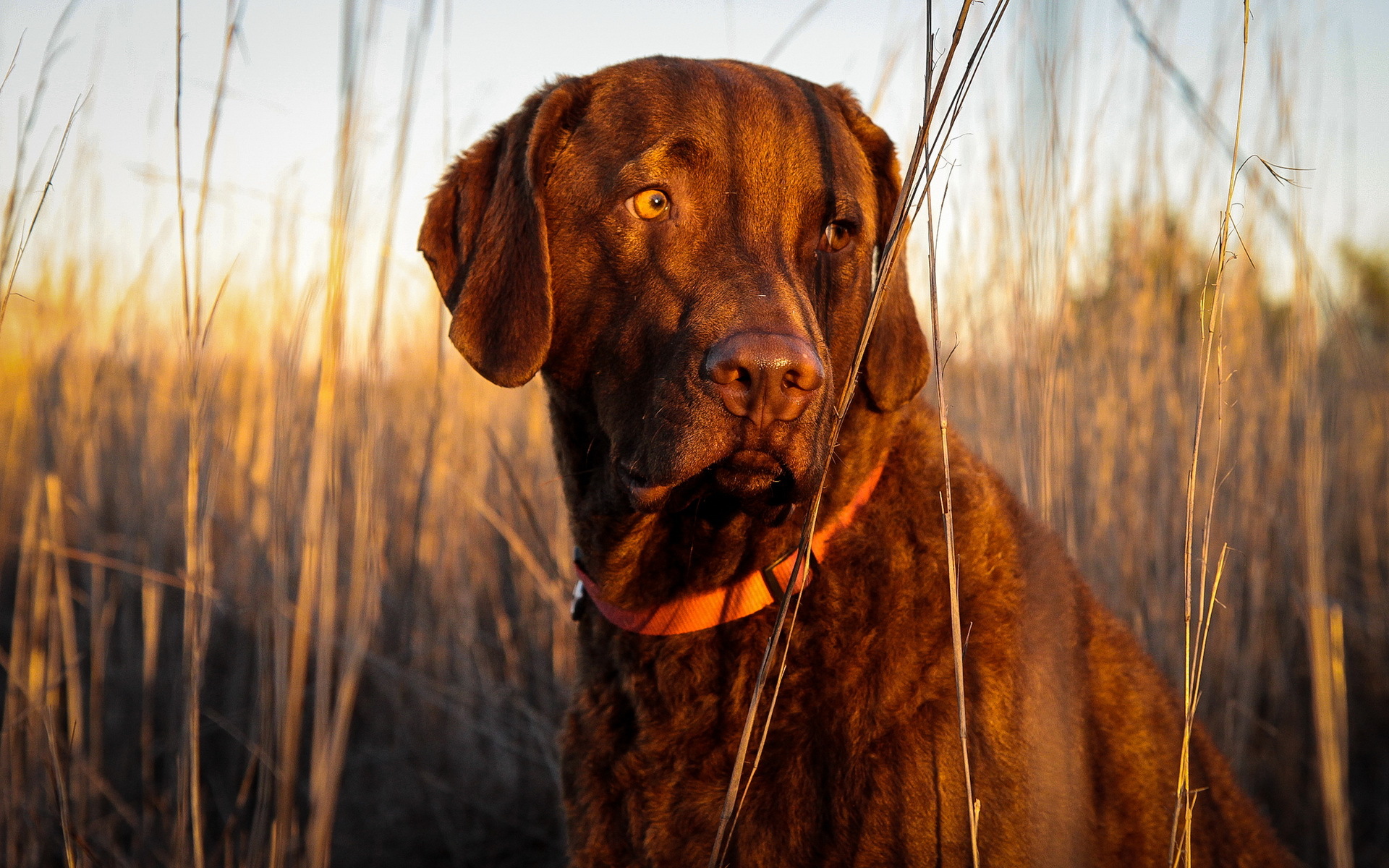 Laden Sie das Hunde, Hund, Tiere-Bild kostenlos auf Ihren PC-Desktop herunter