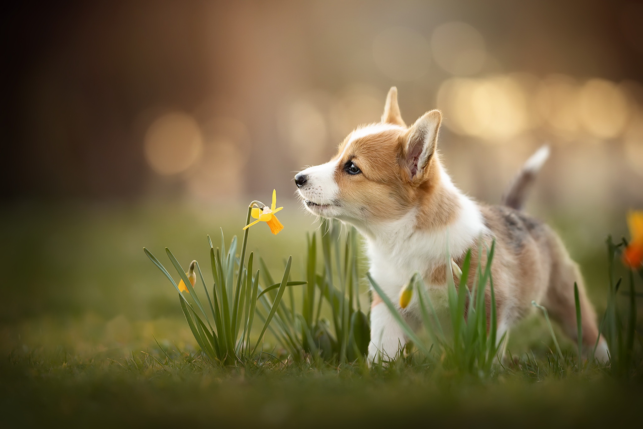Download mobile wallpaper Dogs, Dog, Animal, Puppy, Baby Animal, Daffodil for free.