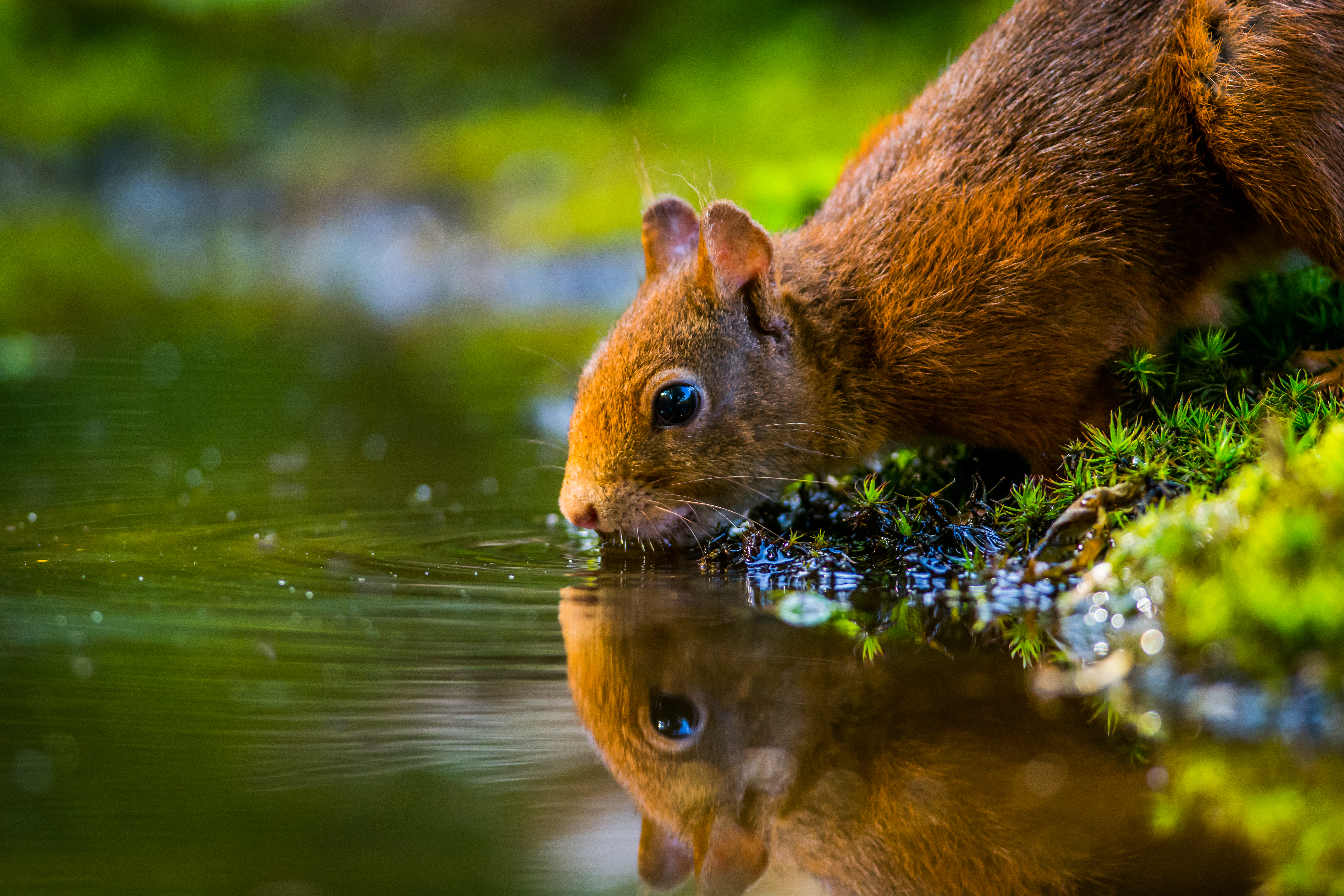 animal, squirrel, close up, reflection, rodent