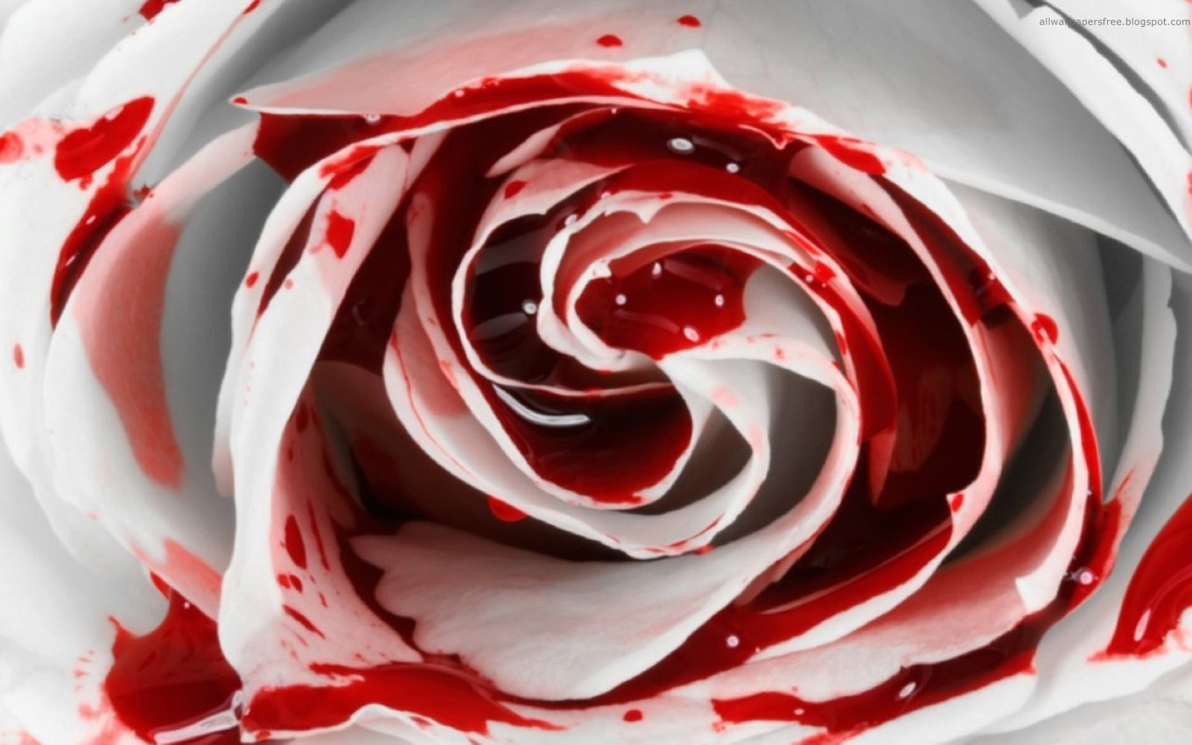 Free download wallpaper Plants, Flowers, Roses, Blood on your PC desktop