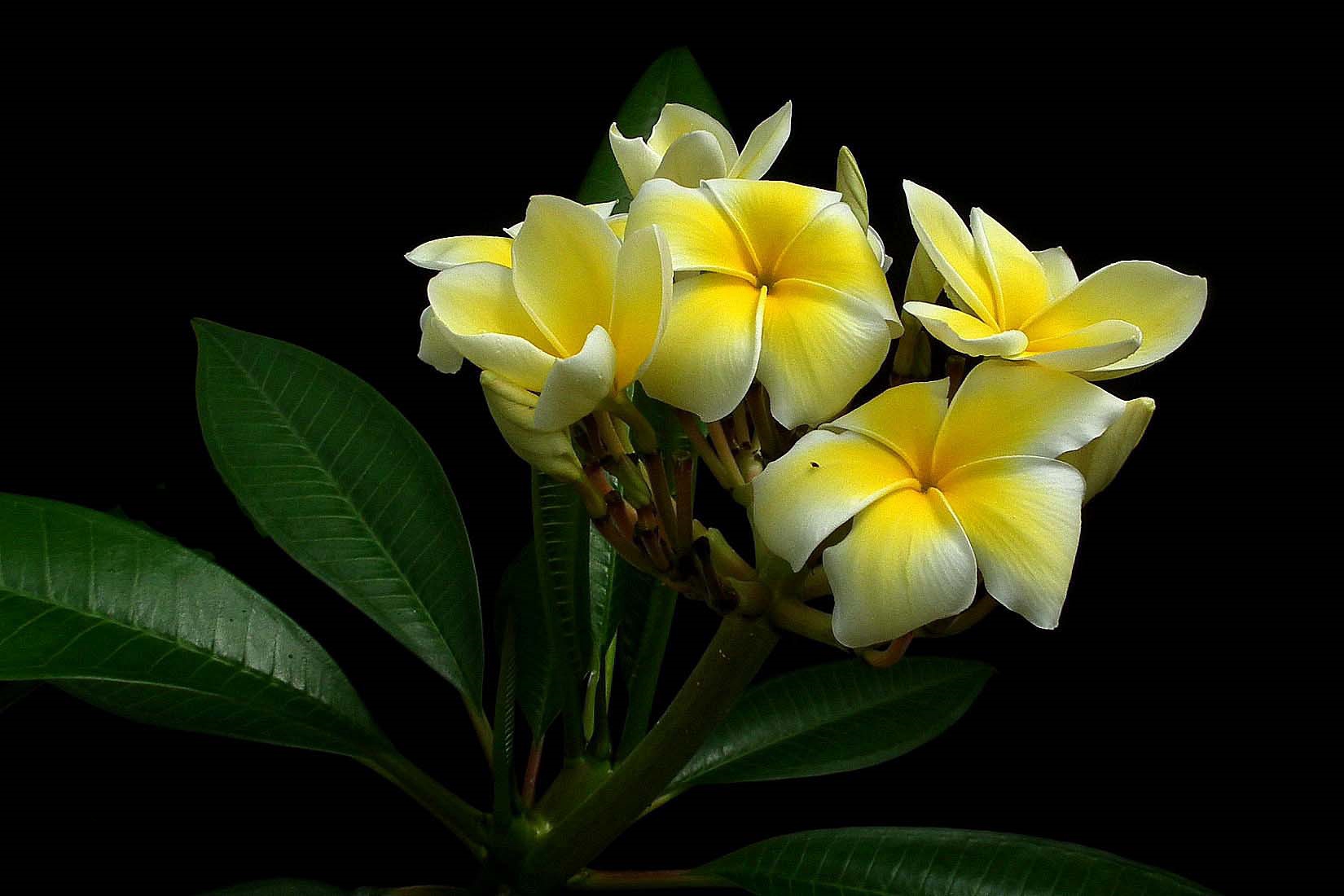 Laden Sie das Blumen, Blume, Plumeria, Weiße Blume, Frangipani, Erde/natur-Bild kostenlos auf Ihren PC-Desktop herunter