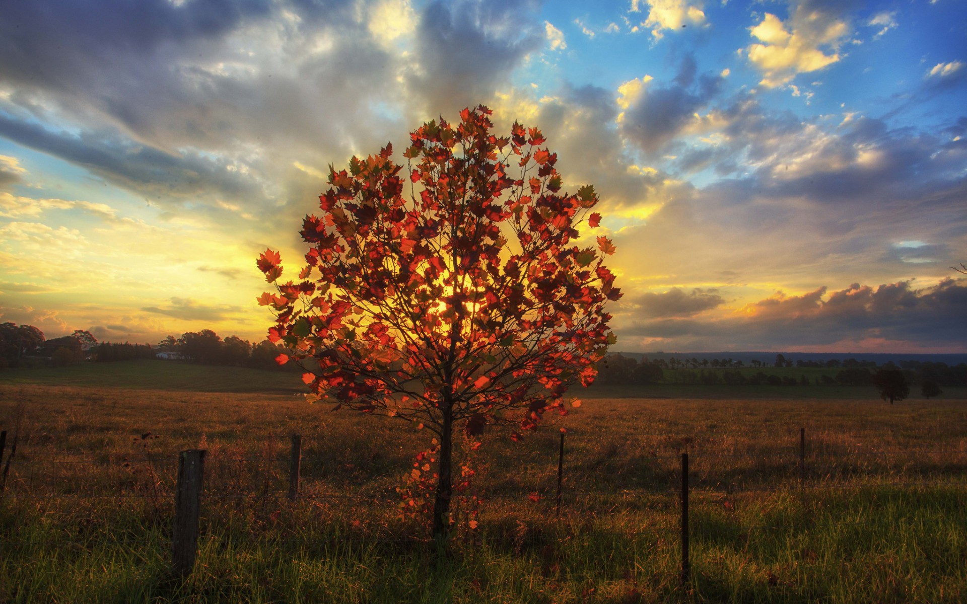 Download mobile wallpaper Tree, Earth for free.